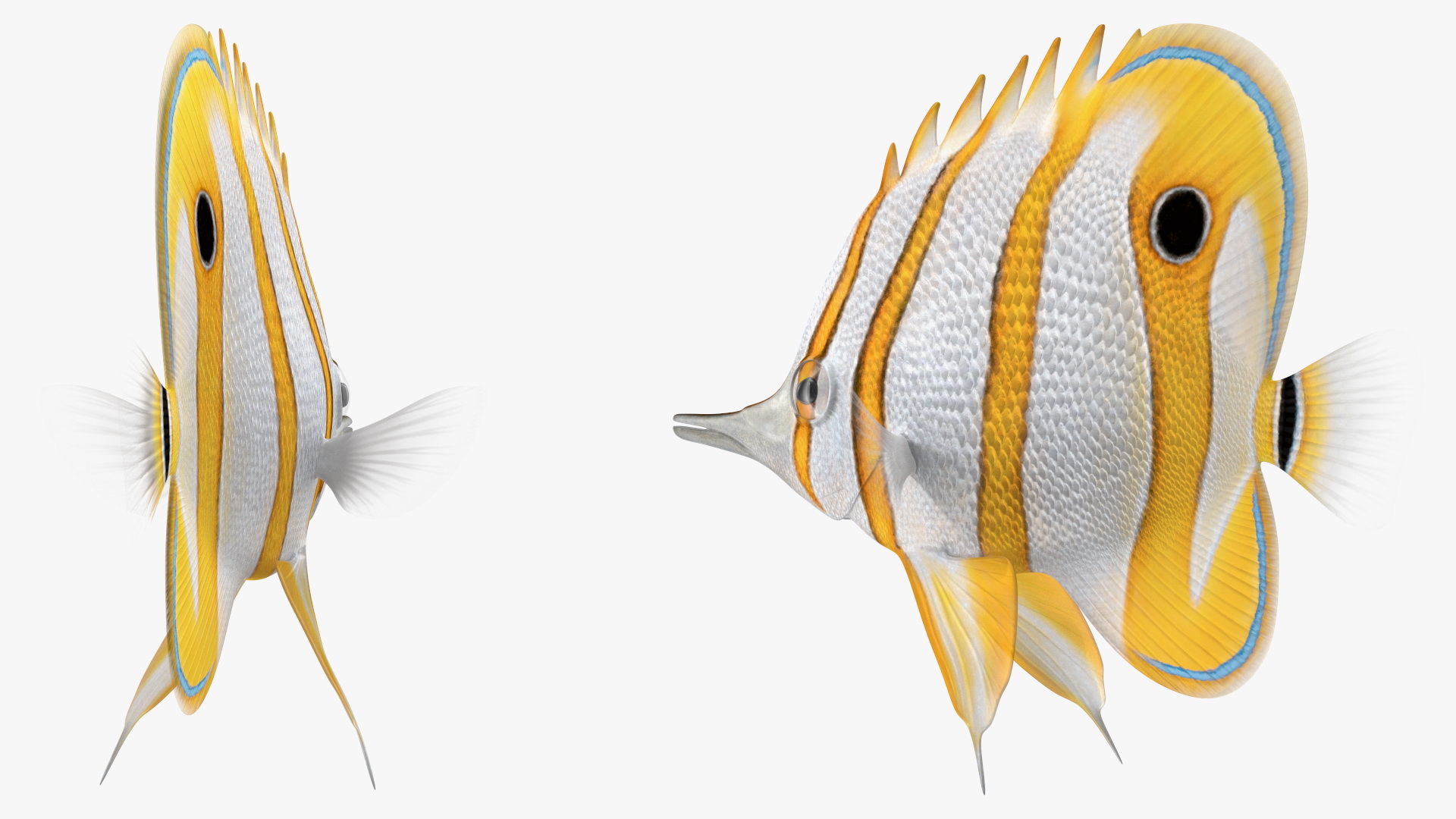 Copperband Butterflyfish 3D model