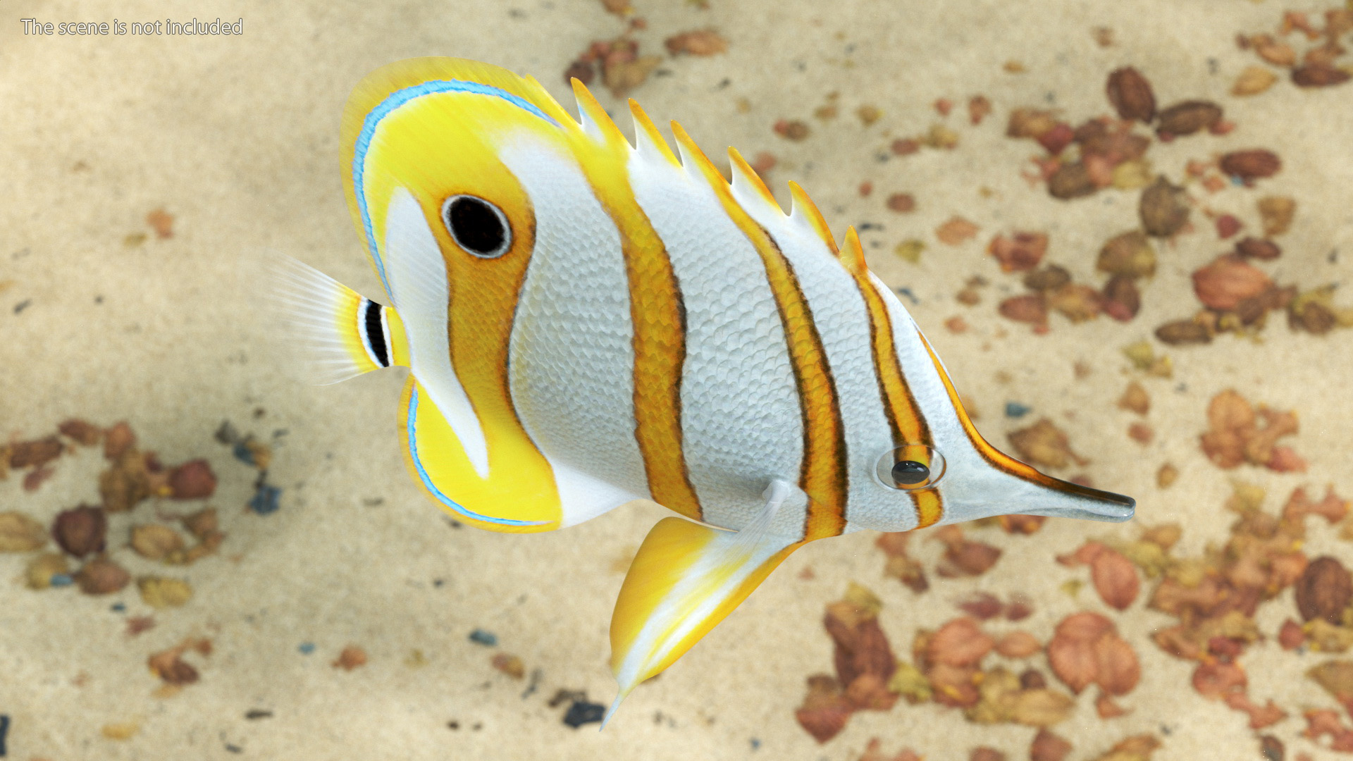 Copperband Butterflyfish 3D model