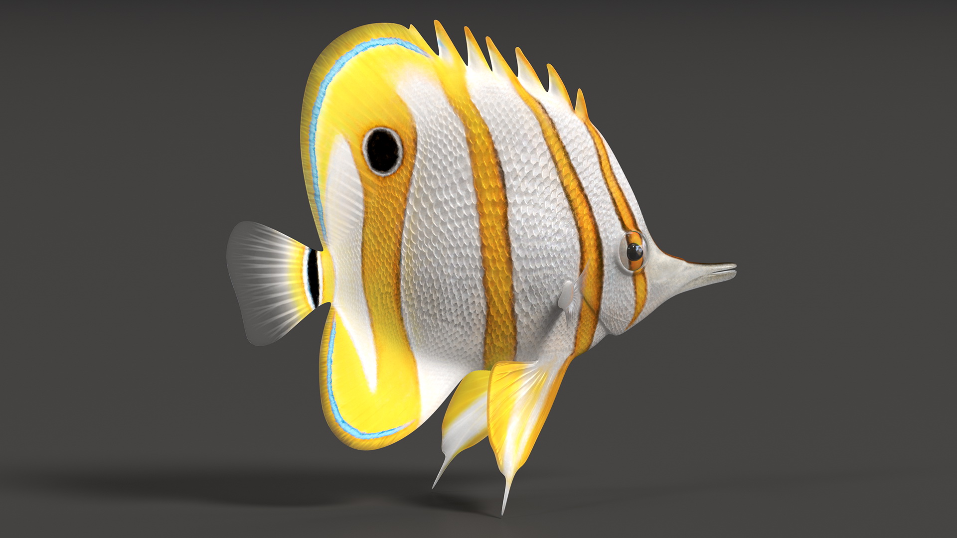 Copperband Butterflyfish 3D model