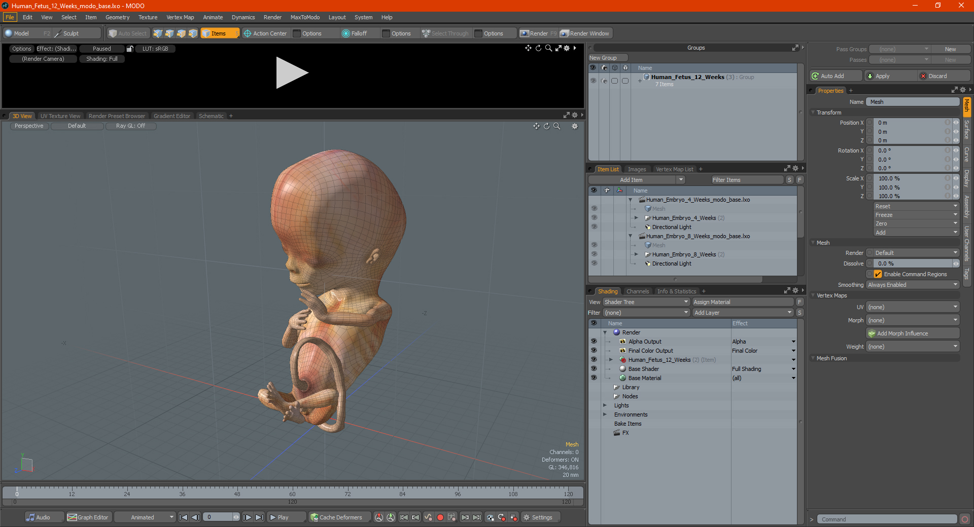 3D model Human Fetus 12 Weeks