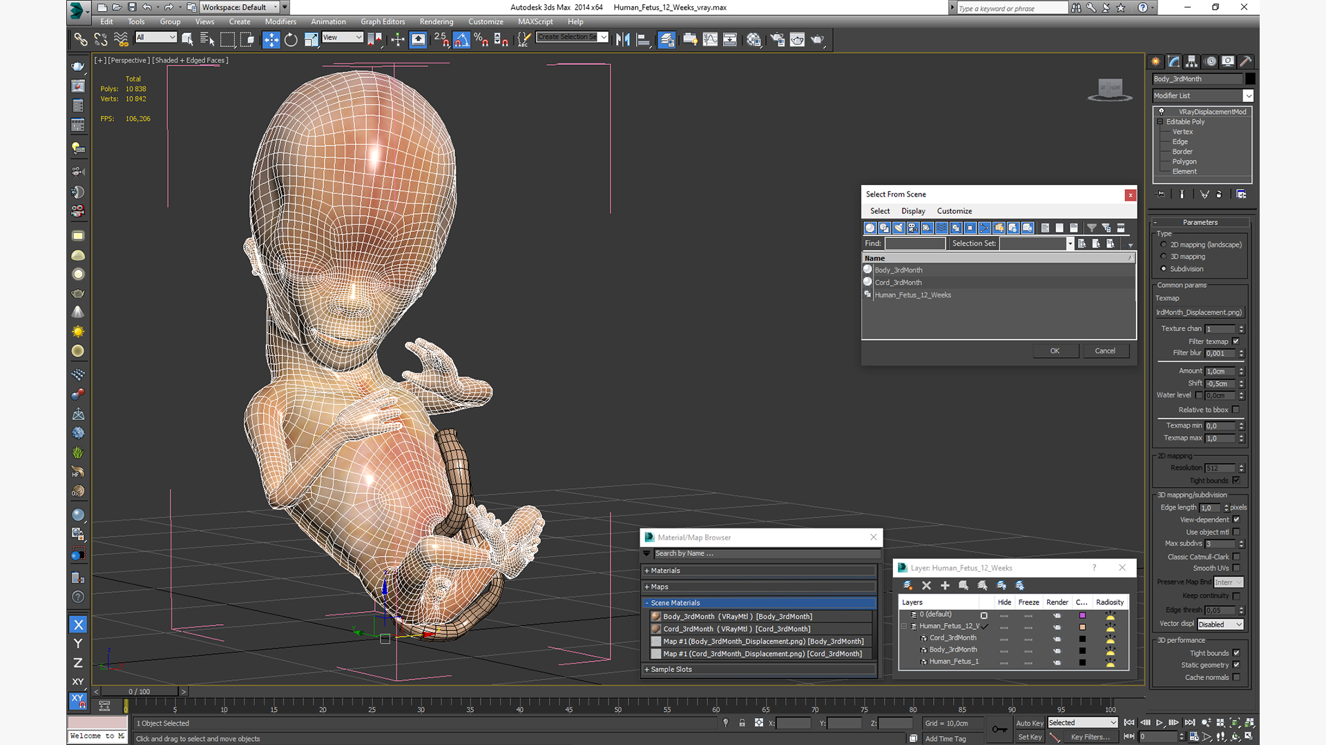 3D model Human Fetus 12 Weeks