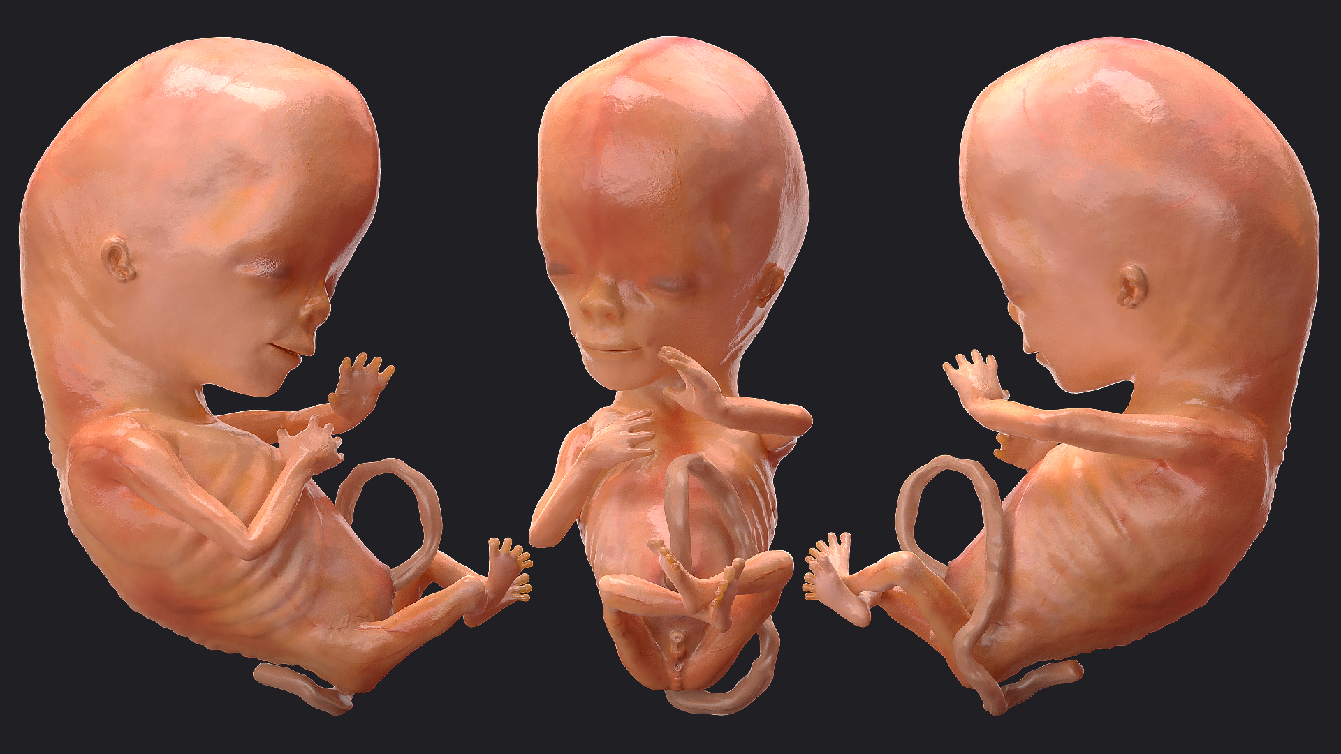 3D model Human Fetus 12 Weeks