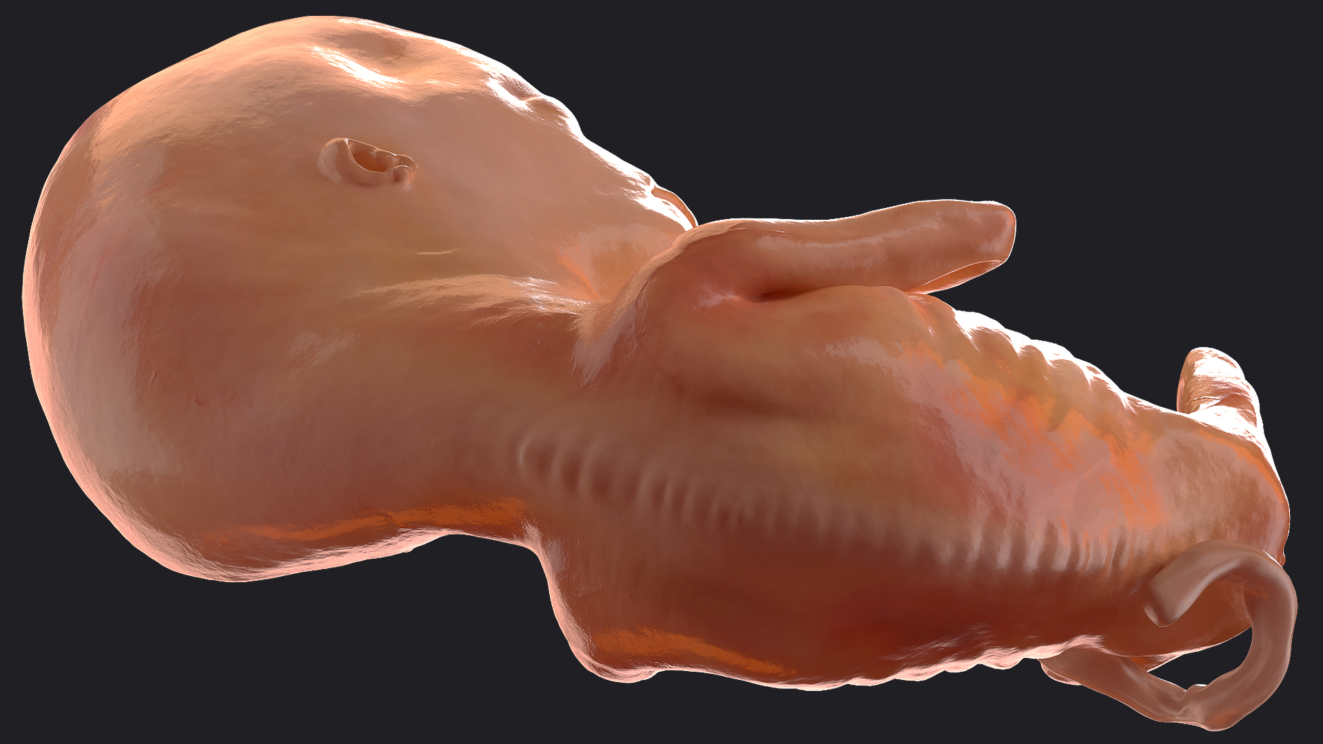 3D model Human Fetus 12 Weeks