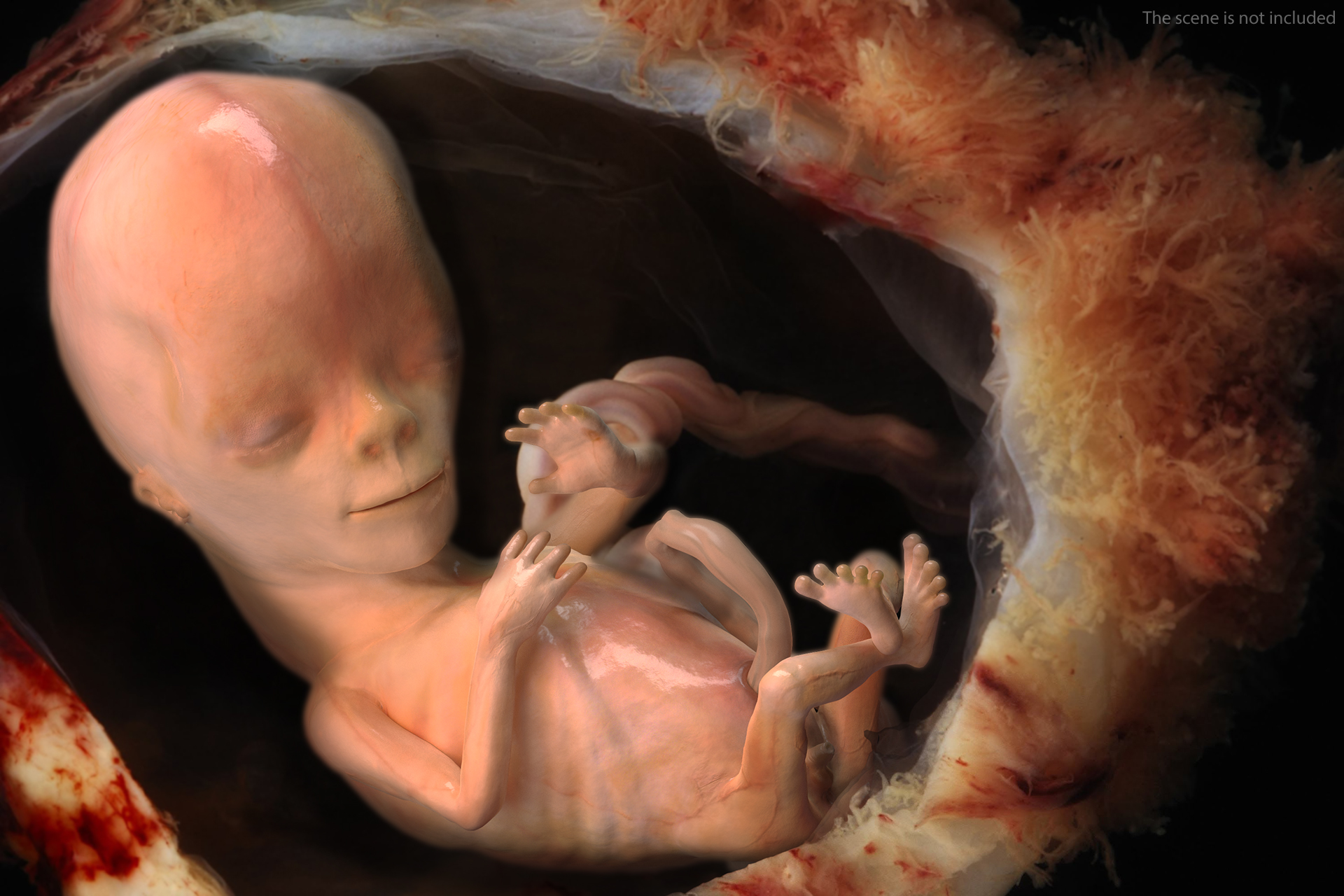 3D model Human Fetus 12 Weeks