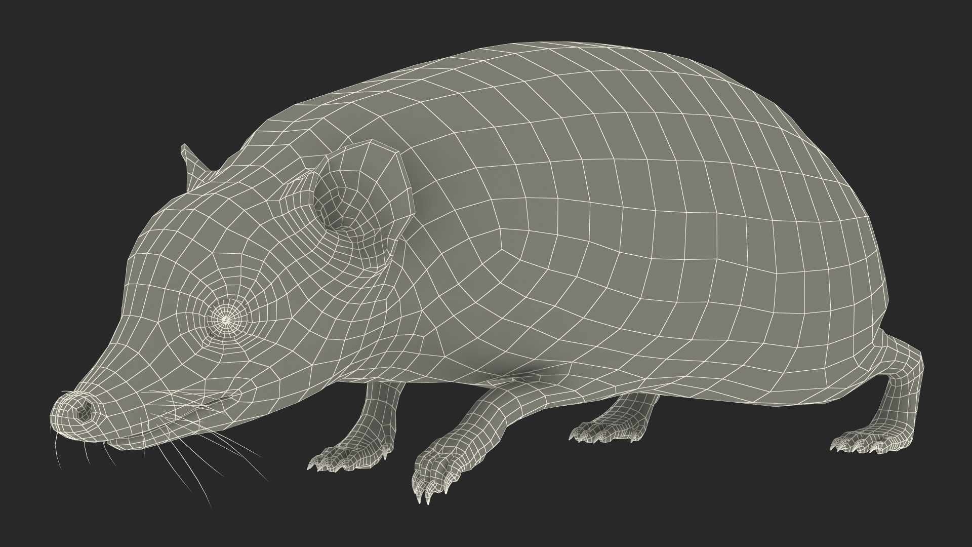 3D Walk Bald Hedgehog model