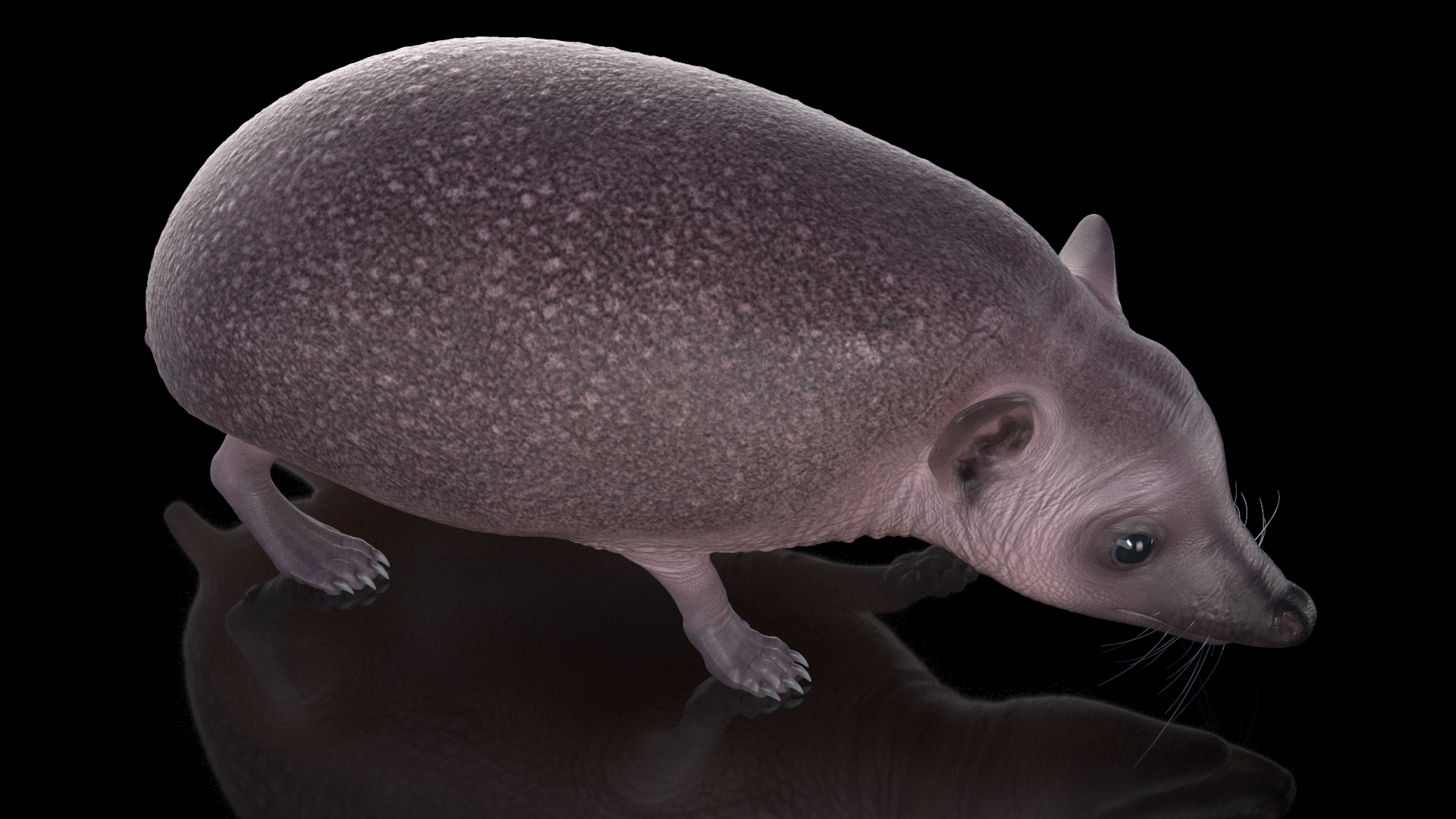 3D Walk Bald Hedgehog model