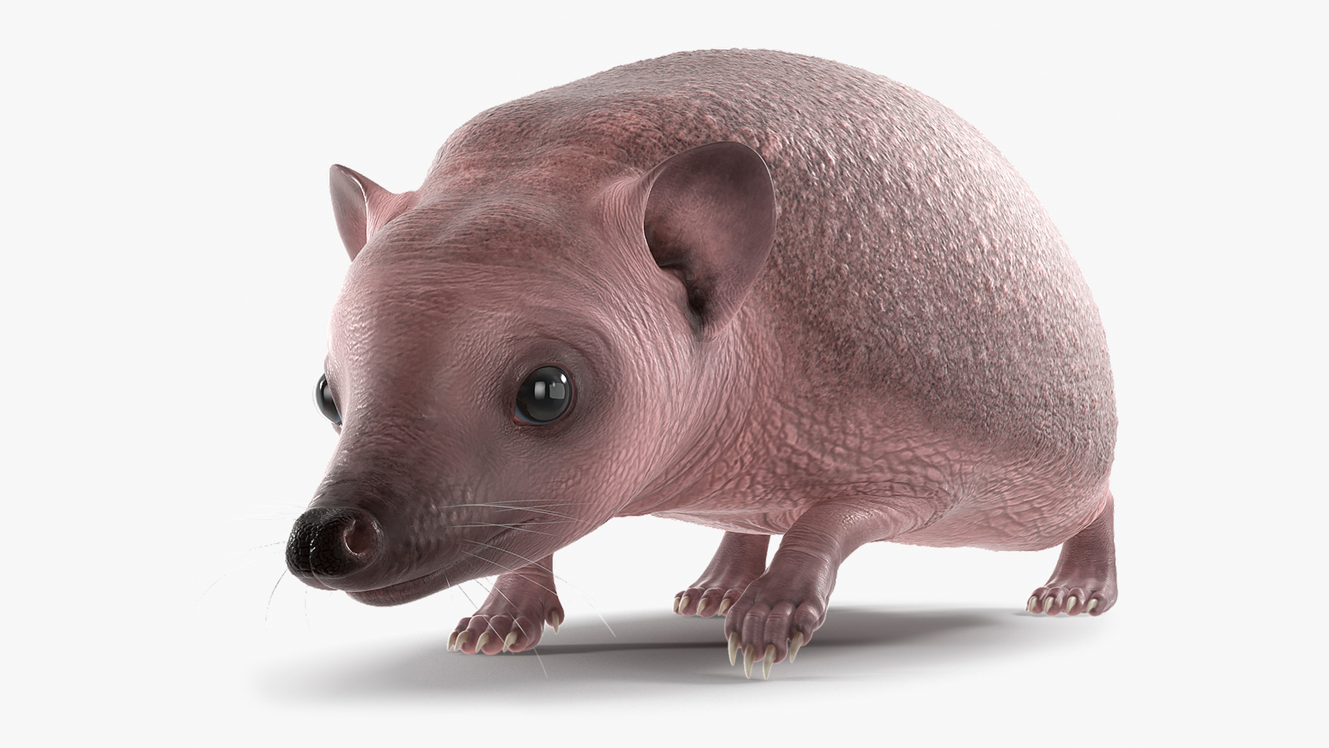 3D Walk Bald Hedgehog model