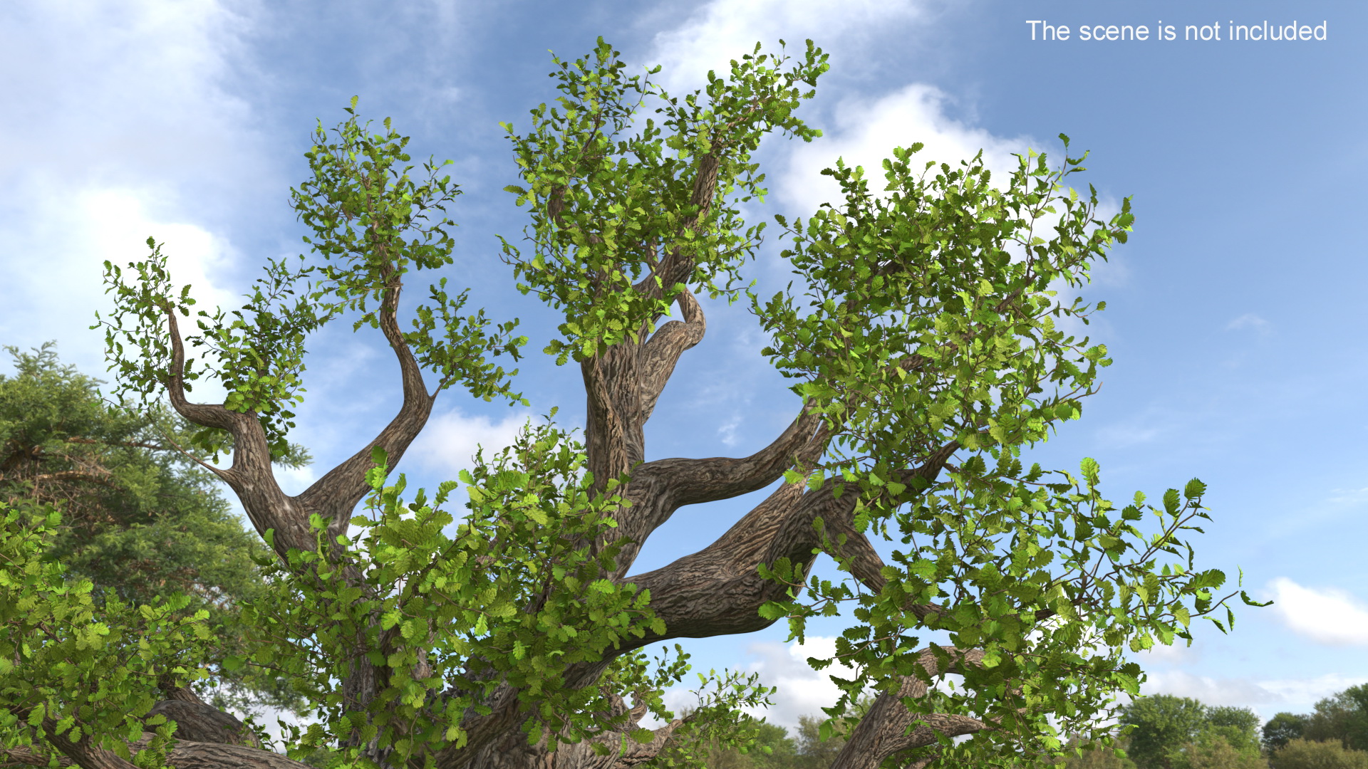 Ancient Twisted Oak Tree on Grass Fur 3D