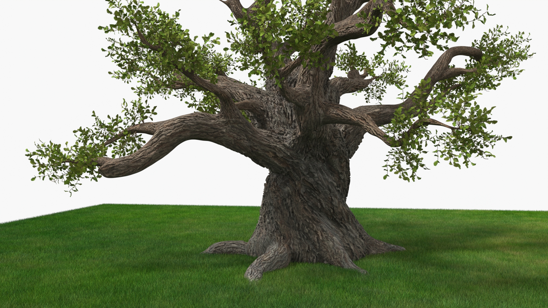 Ancient Twisted Oak Tree on Grass Fur 3D