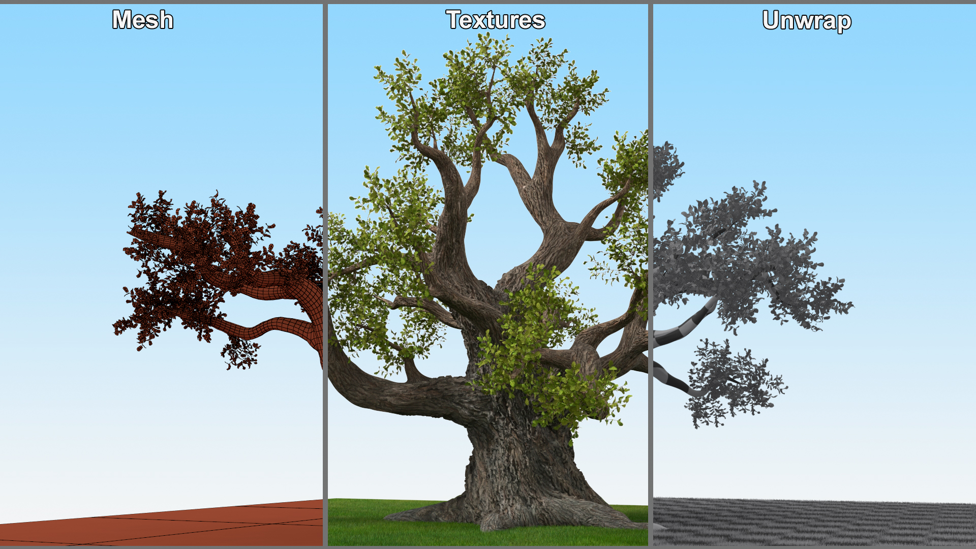 Ancient Twisted Oak Tree on Grass Fur 3D