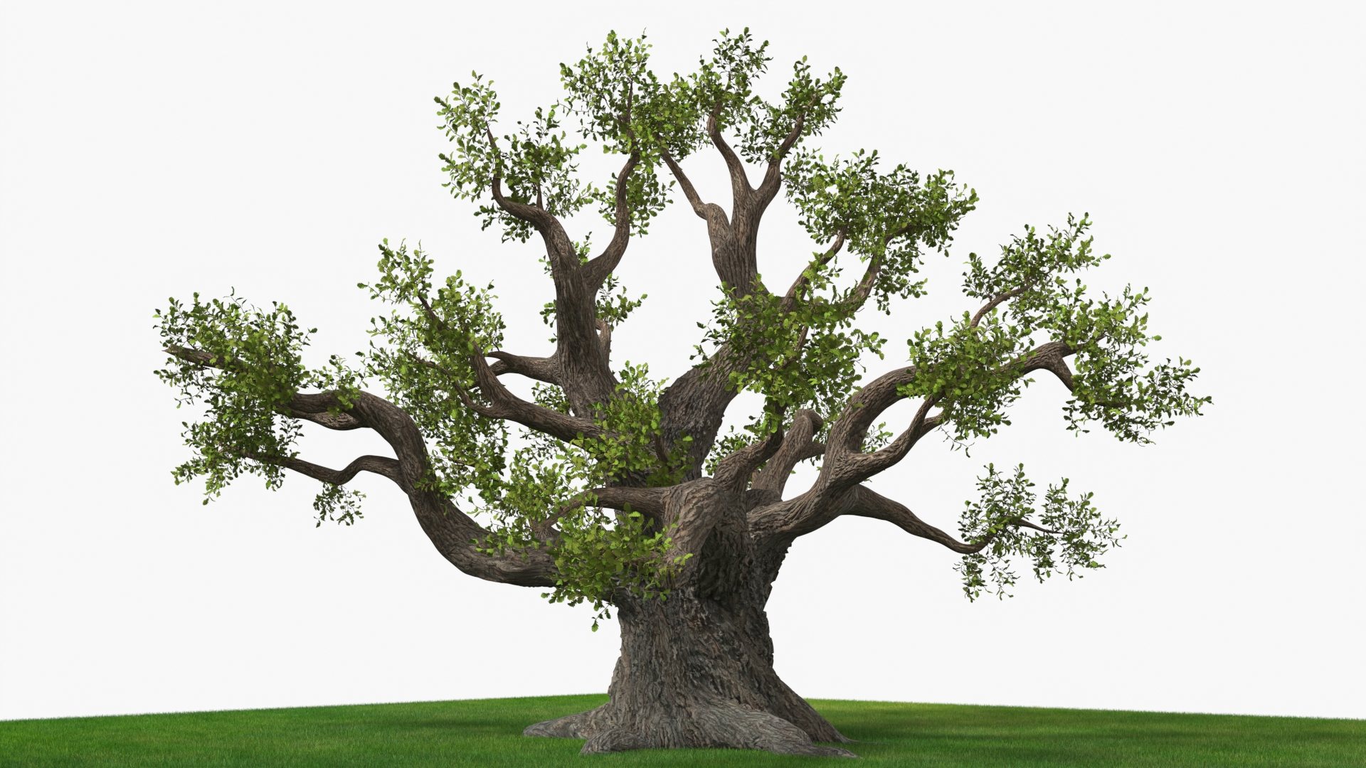 Ancient Twisted Oak Tree on Grass Fur 3D