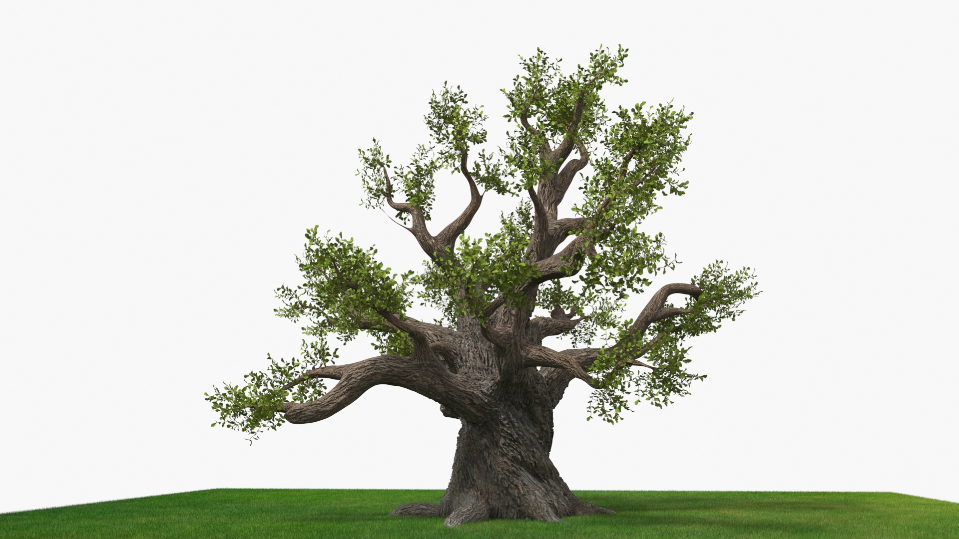 Ancient Twisted Oak Tree on Grass Fur 3D