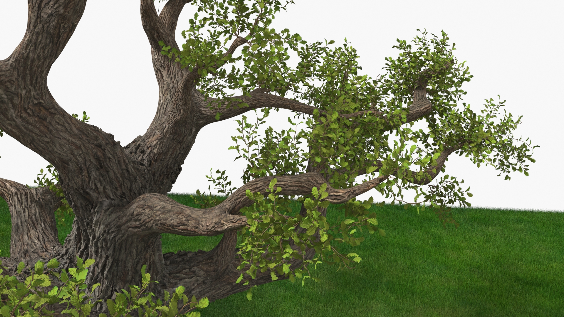 Ancient Twisted Oak Tree on Grass Fur 3D