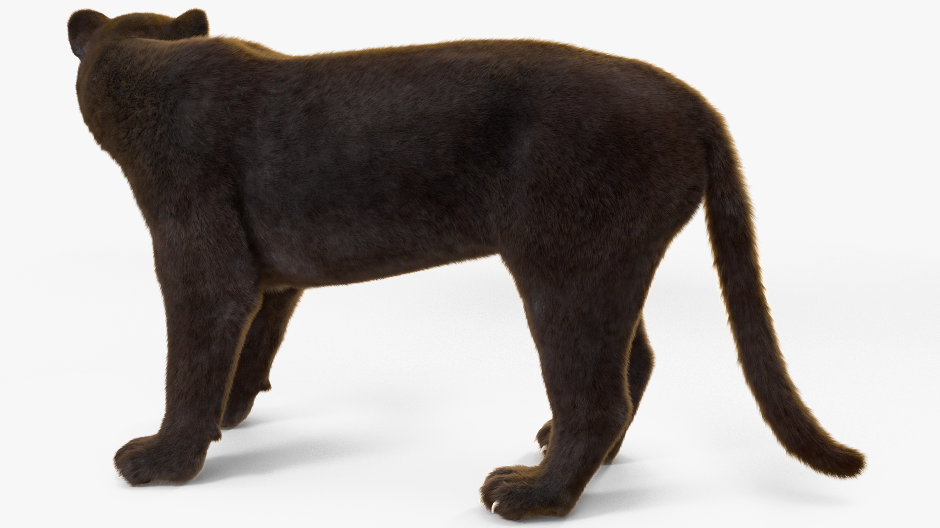 3D Black Panther Stand Pose Fur model