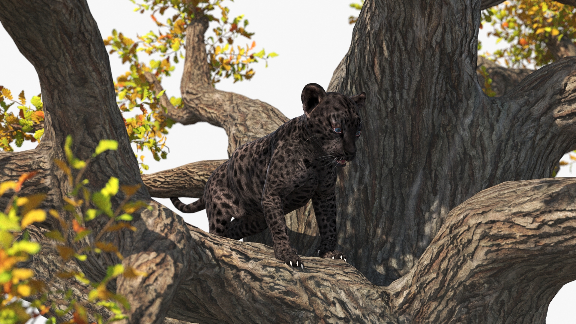 3D Black Leopard Cub on Ancient Twisted Tree