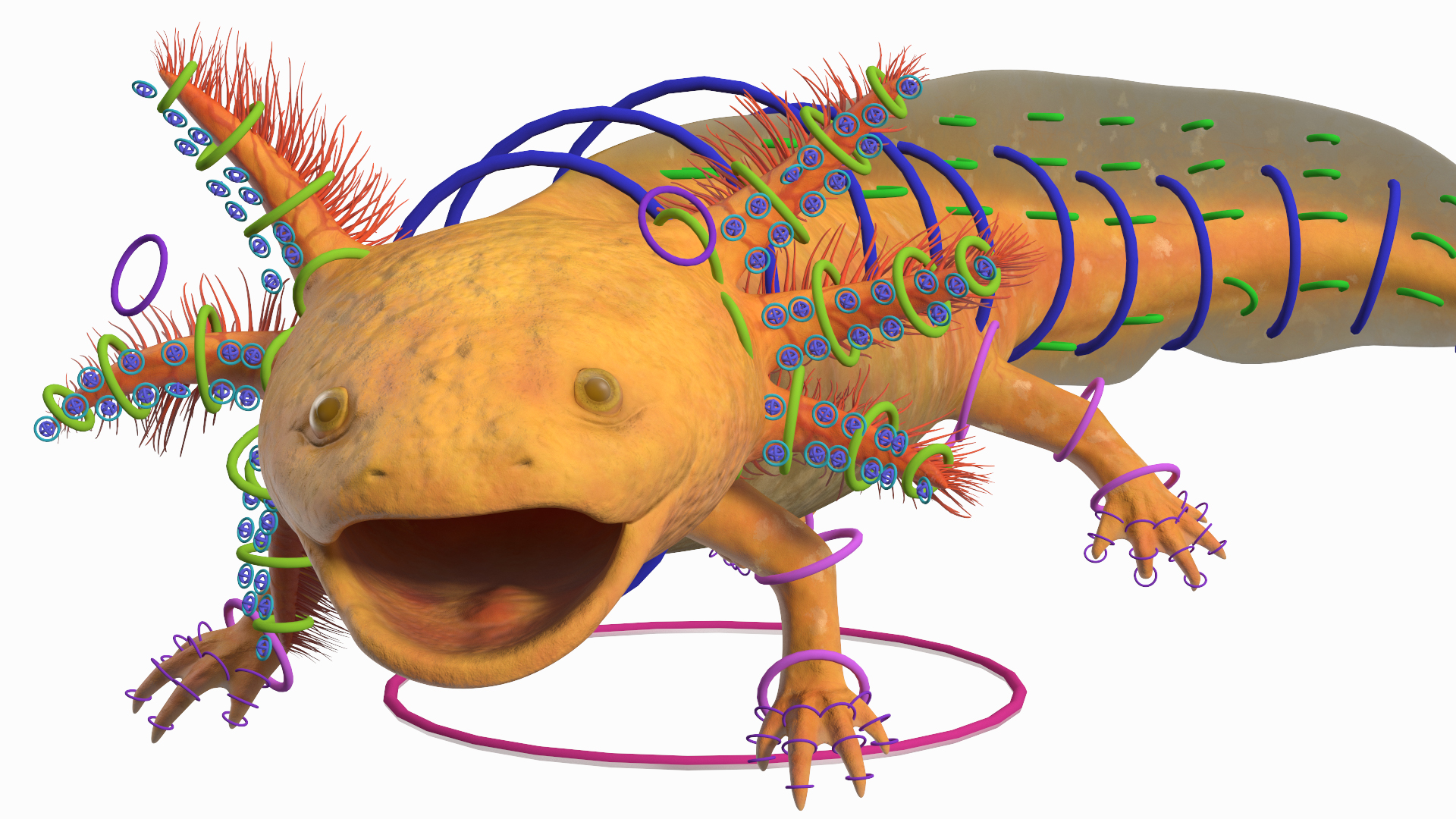 3D Gold Albino Axolotl Rigged