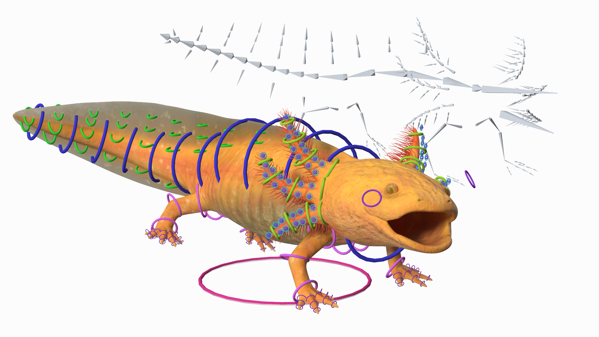 3D Gold Albino Axolotl Rigged