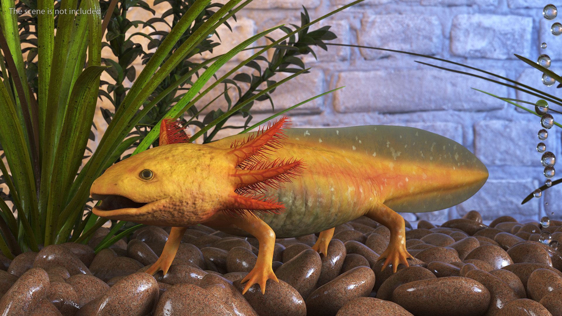 3D Gold Albino Axolotl Rigged