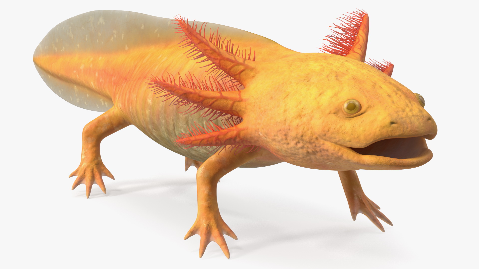 3D Gold Albino Axolotl Rigged