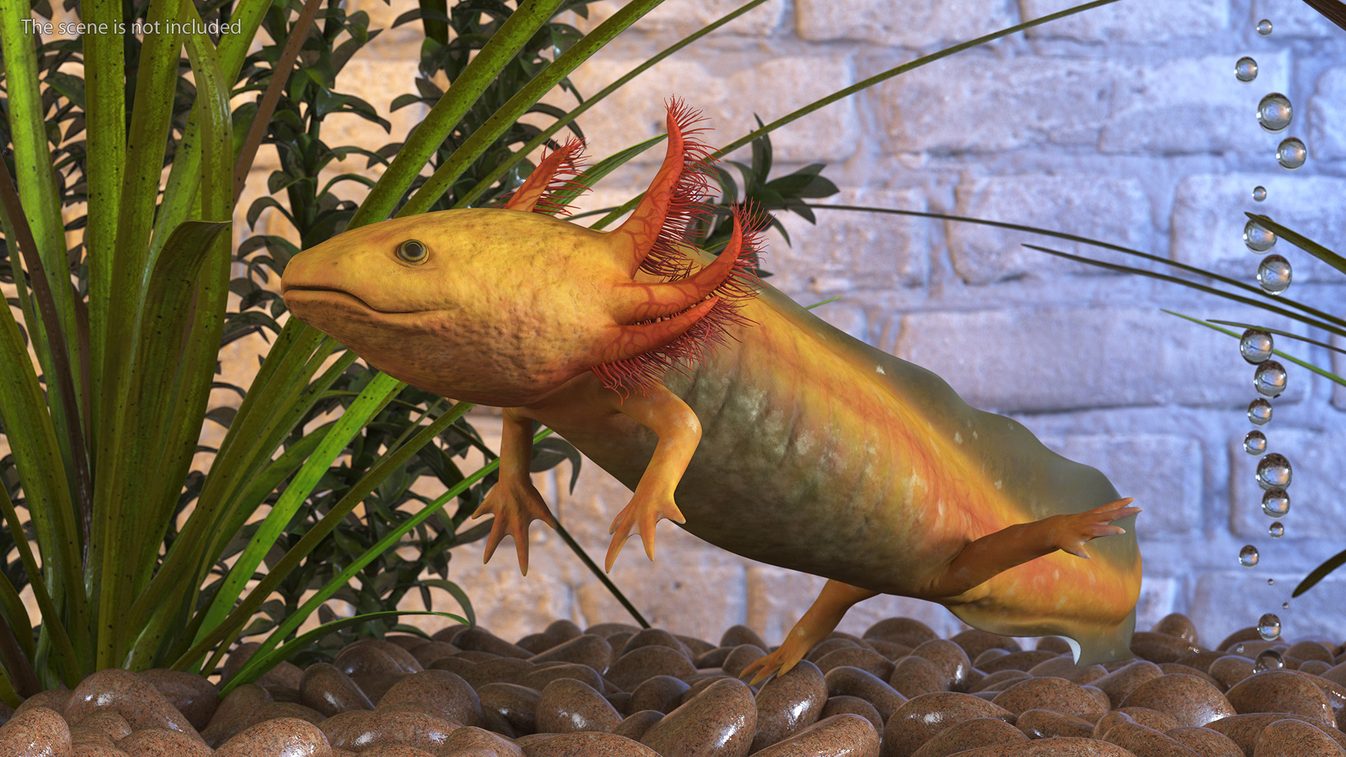 3D Gold Albino Axolotl Rigged