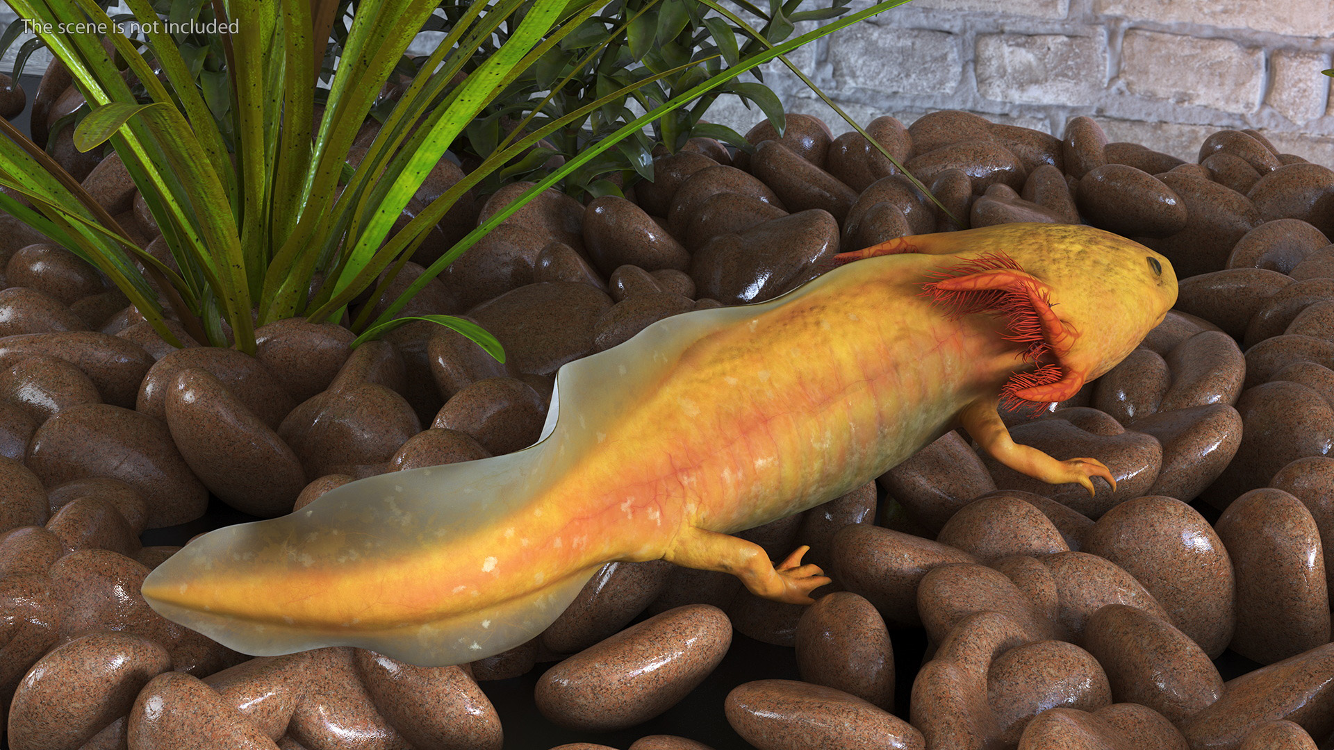 3D Gold Albino Axolotl Rigged