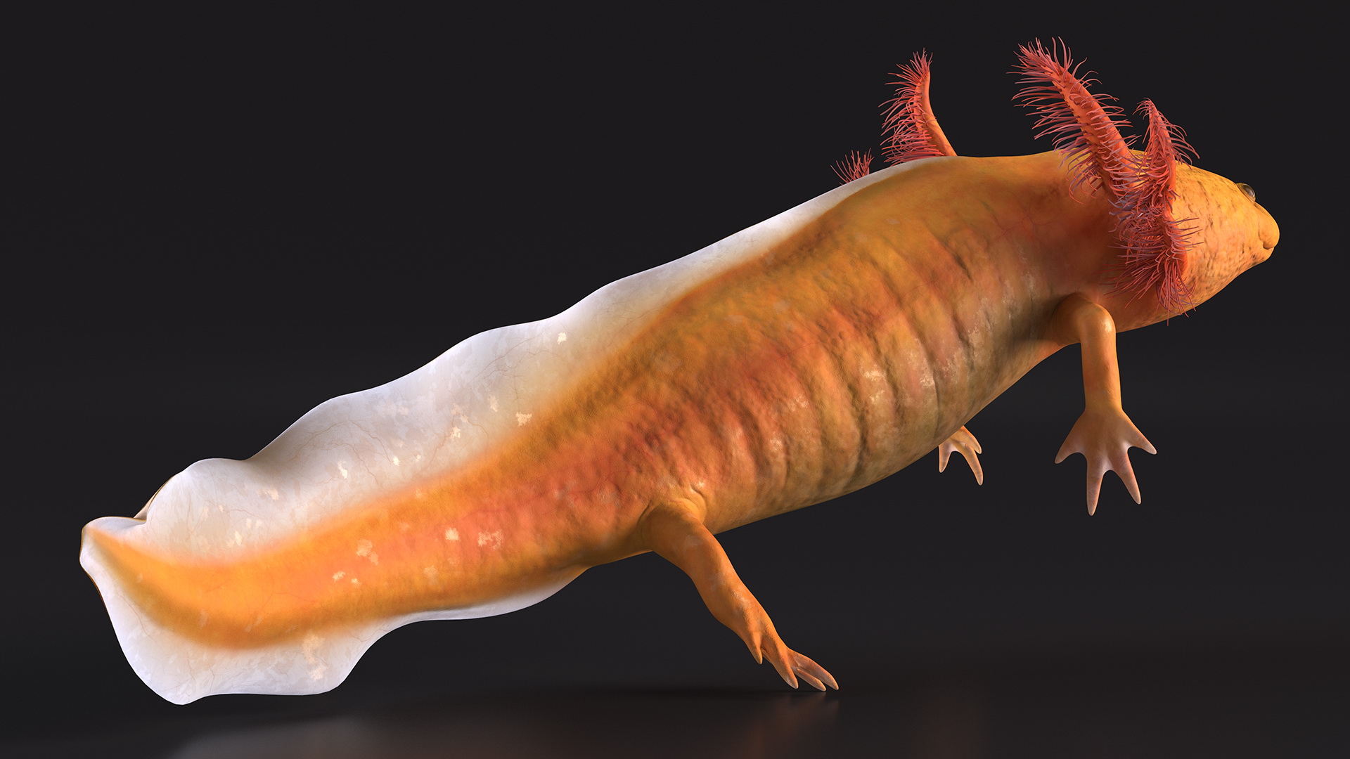 3D Gold Albino Axolotl Rigged