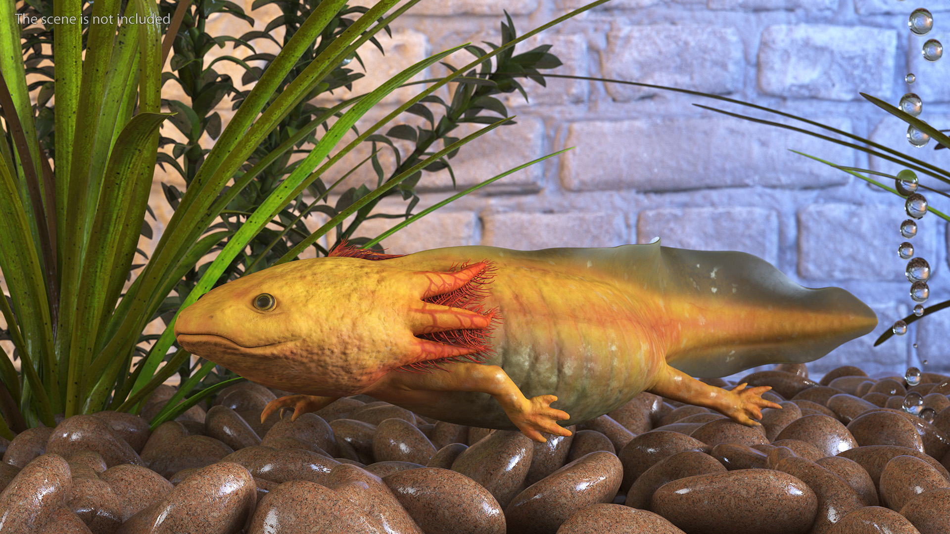 3D Gold Albino Axolotl Rigged