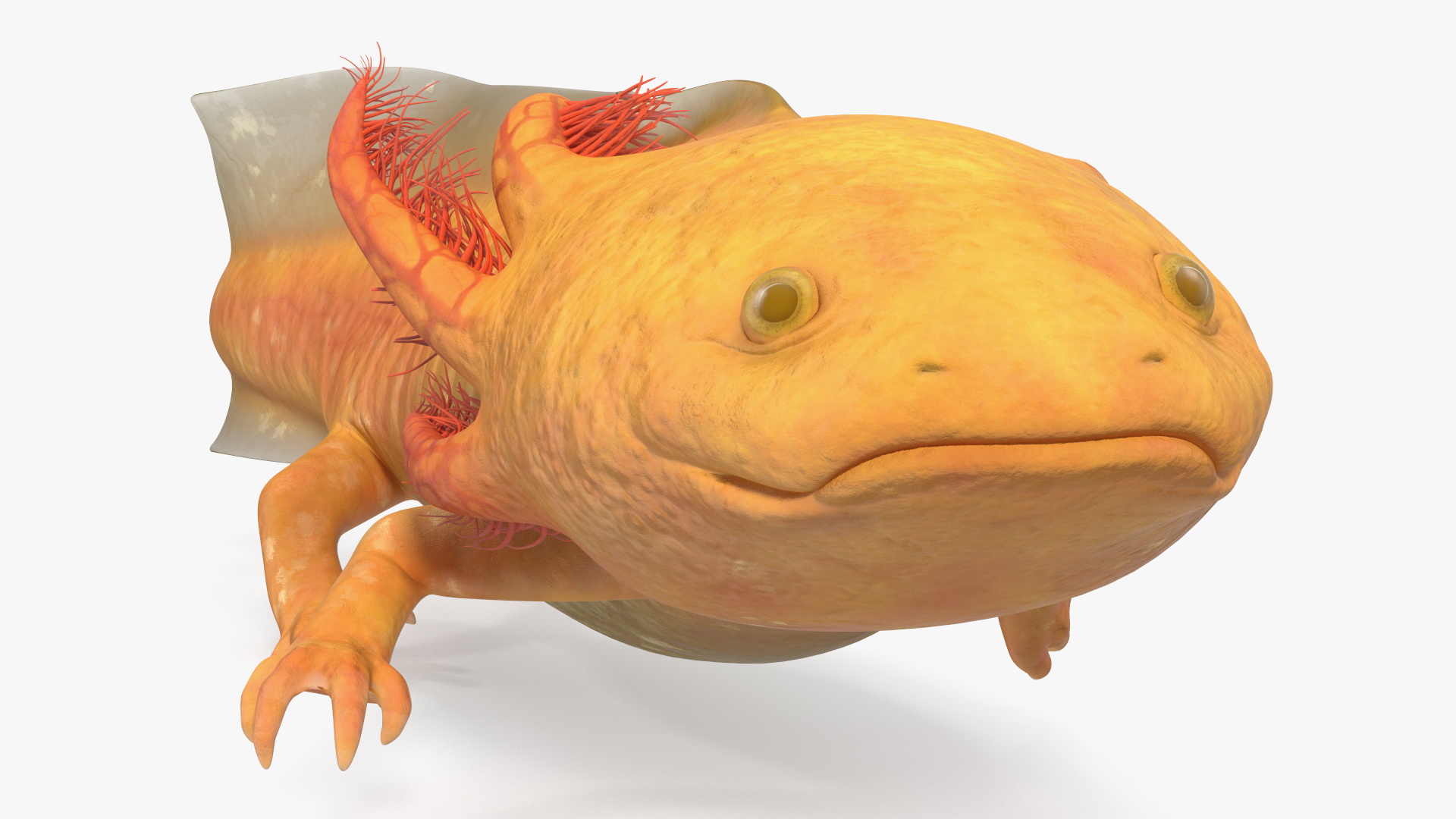 3D Gold Albino Axolotl Rigged