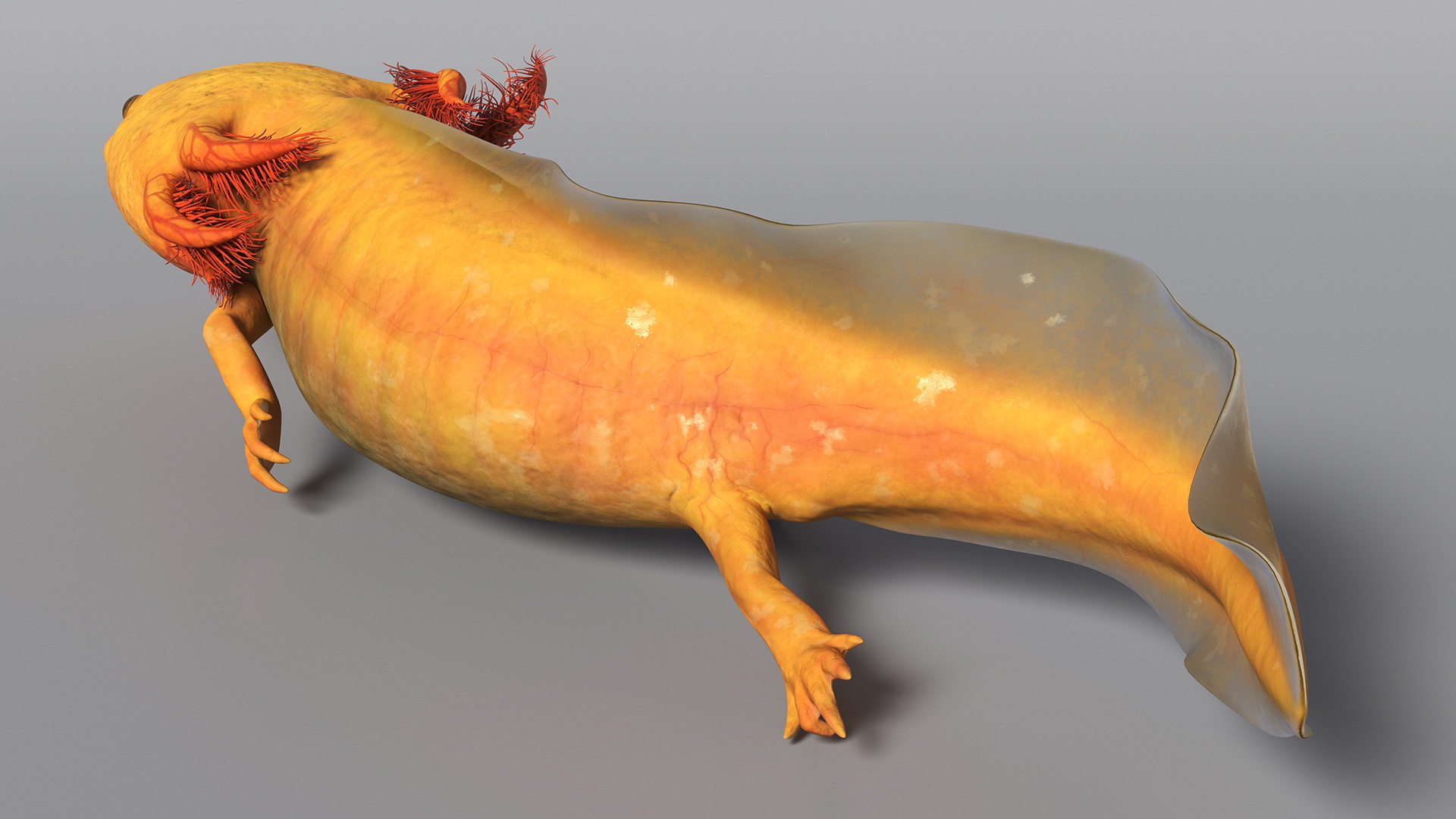 3D Gold Albino Axolotl Rigged