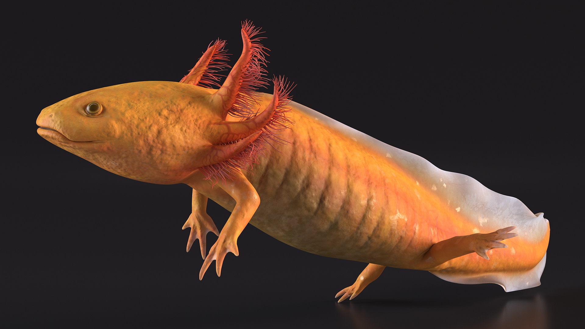 3D Gold Albino Axolotl Rigged