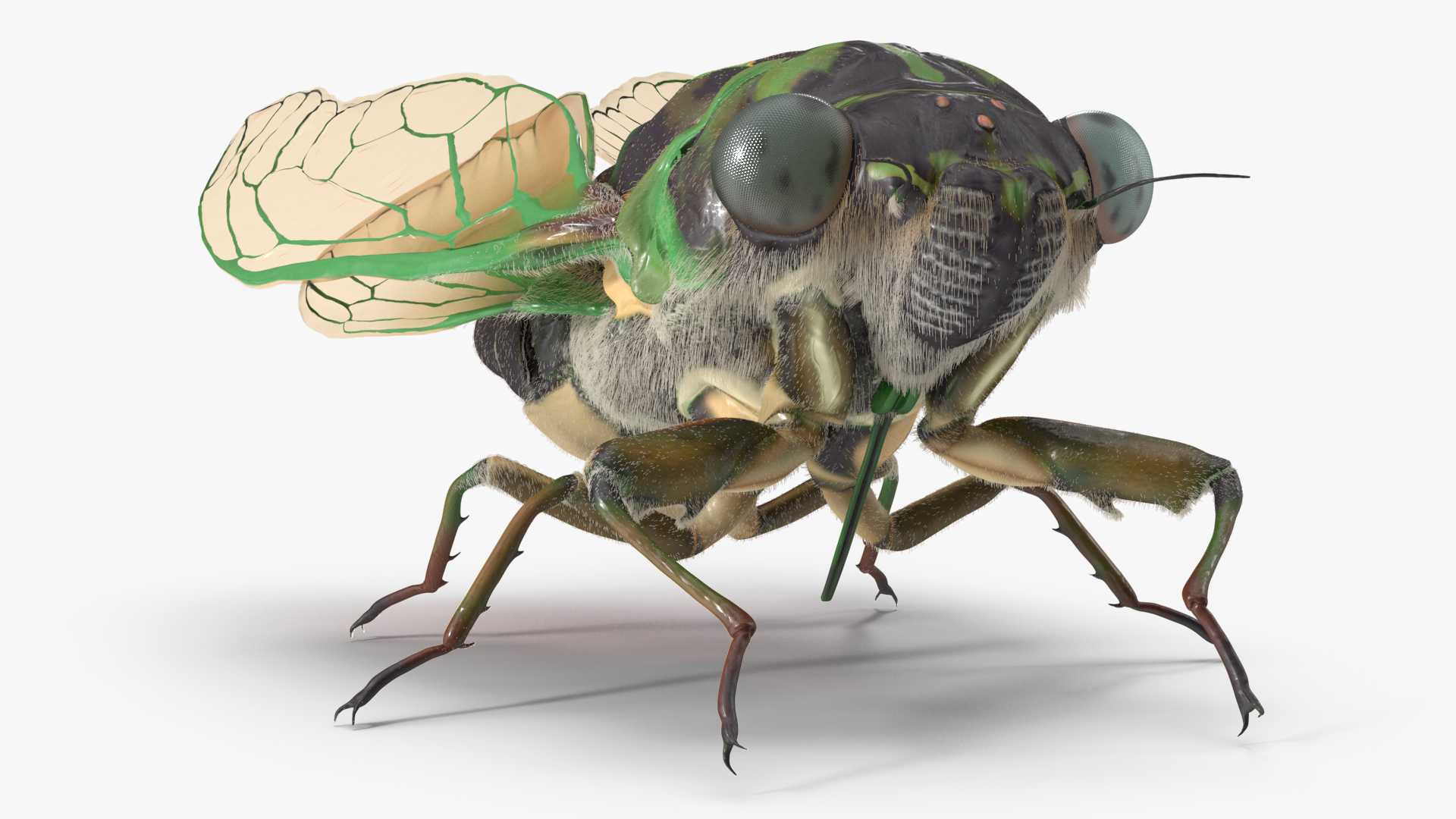 3D model Cicada Pose Calm Fur