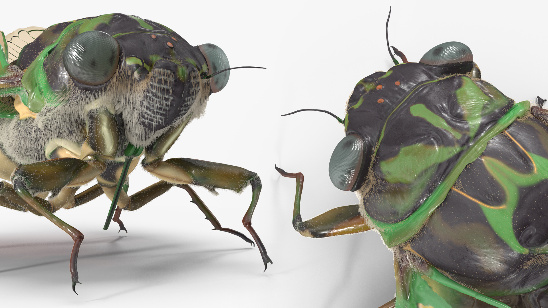 3D model Cicada Pose Calm Fur