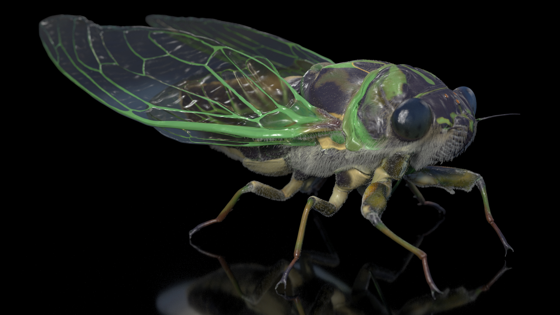 3D model Cicada Pose Calm Fur