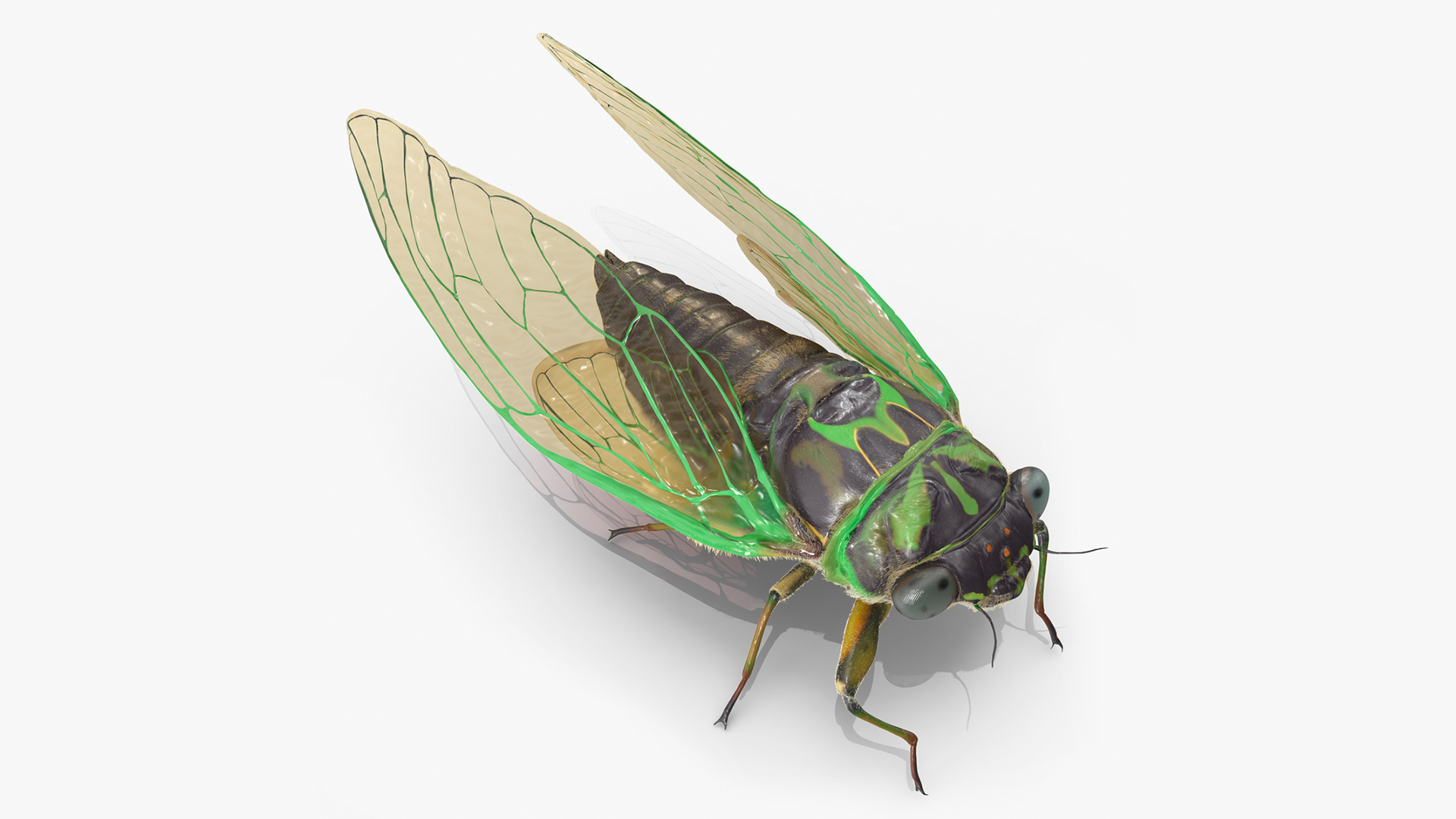 3D model Cicada Pose Calm Fur