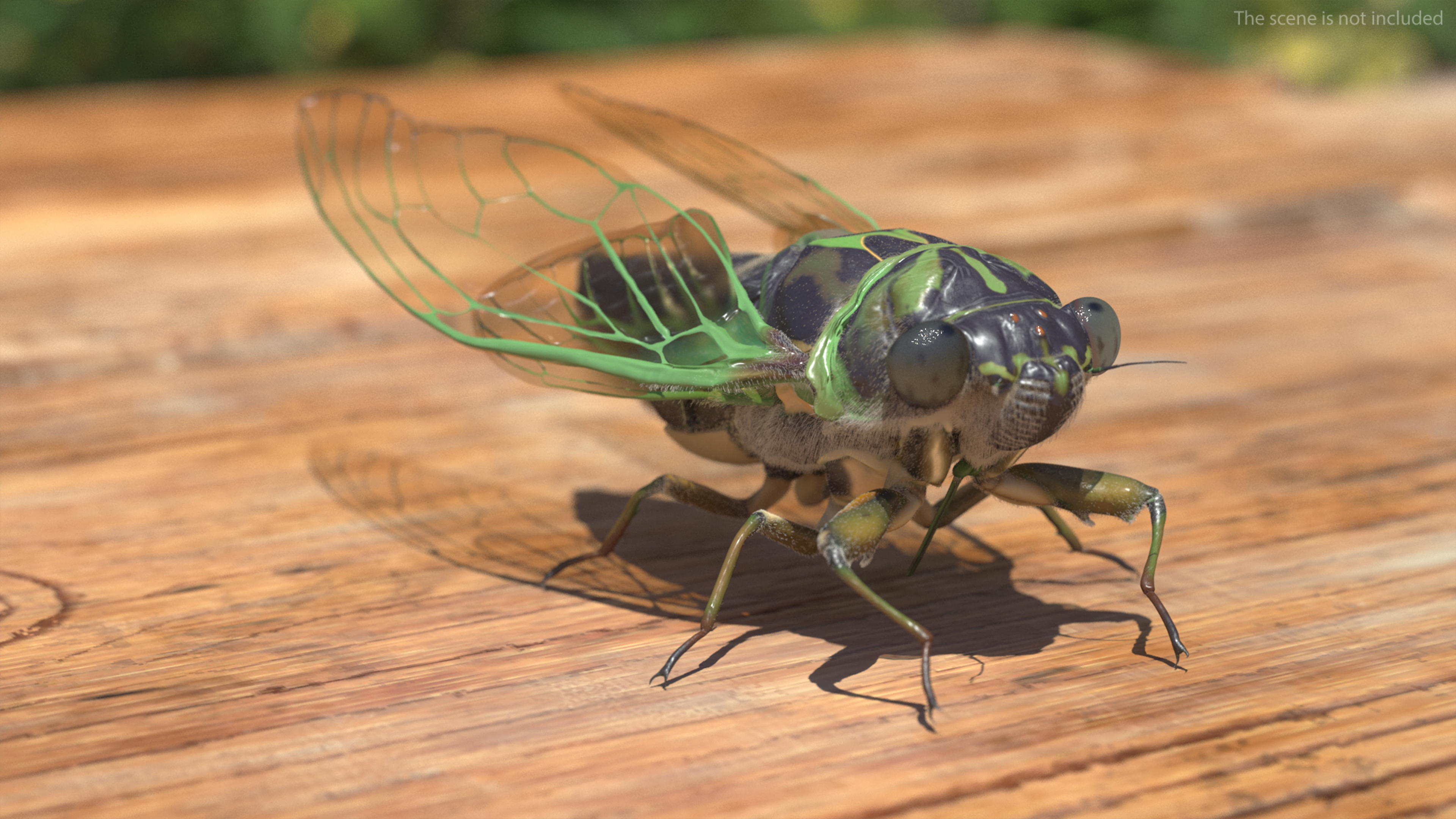 3D model Cicada Pose Calm Fur