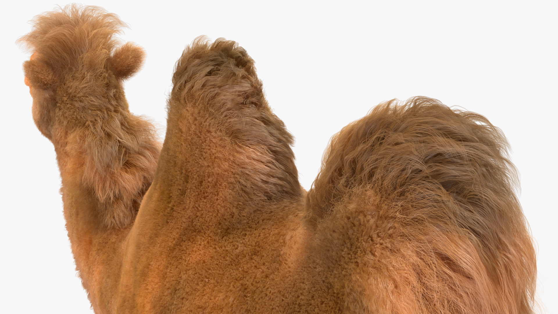 3D Bactrian Camel Fur model