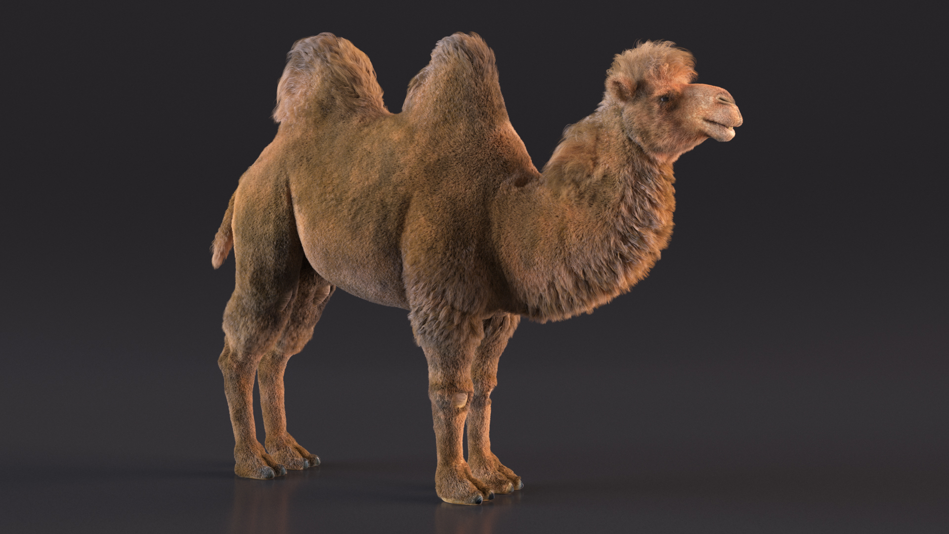 3D Bactrian Camel Fur model