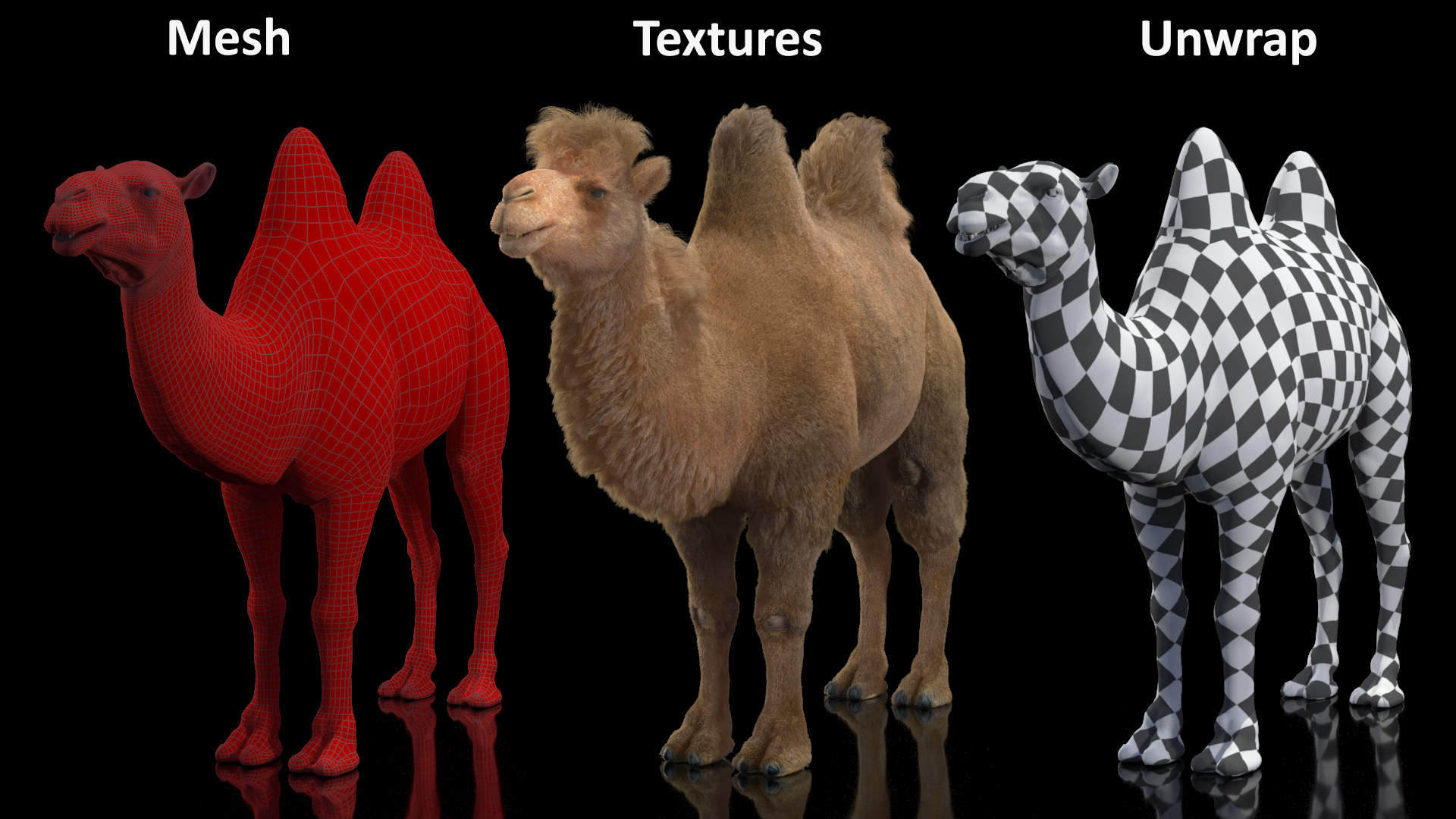 3D Bactrian Camel Fur model