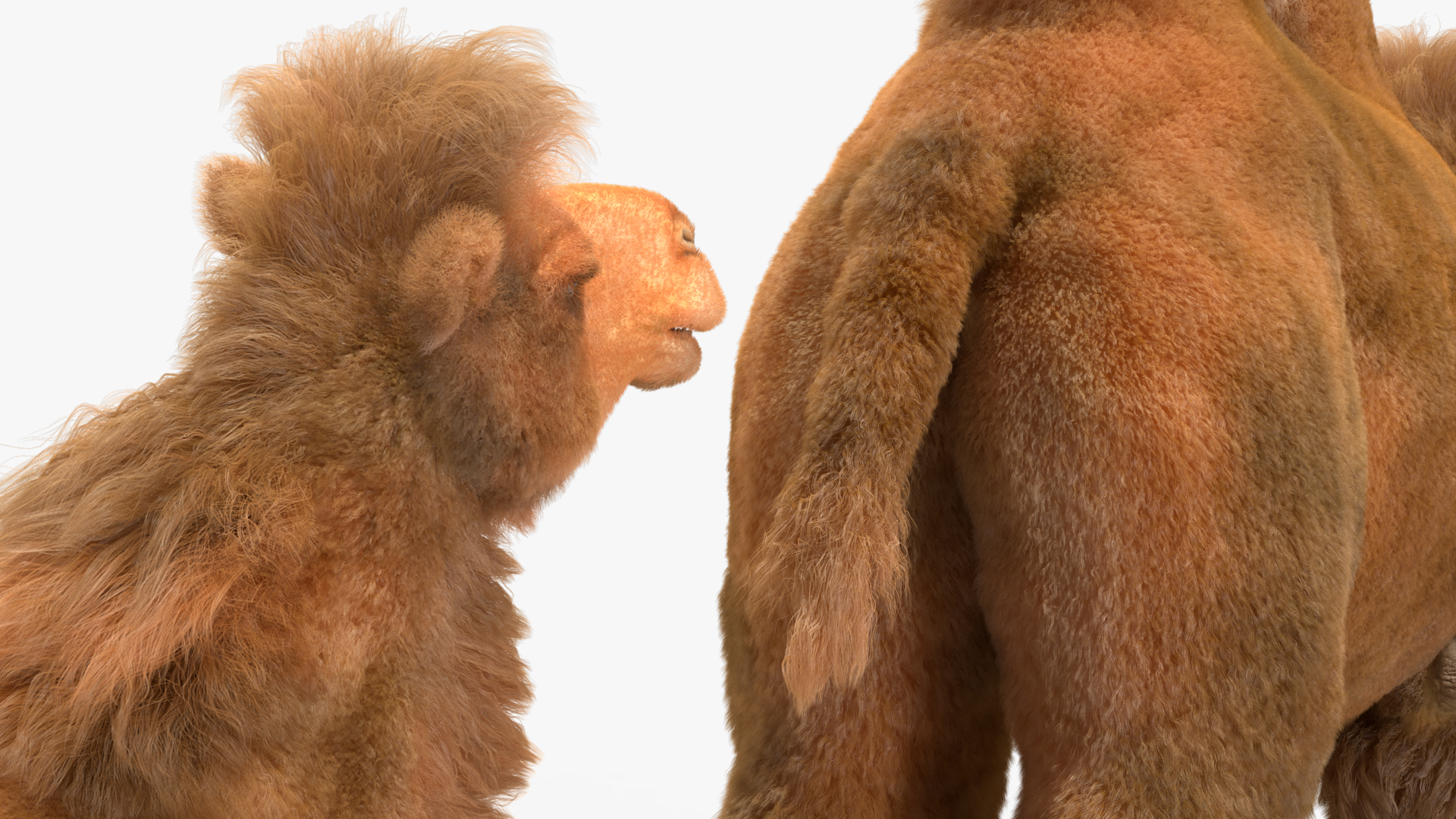 3D Bactrian Camel Fur model