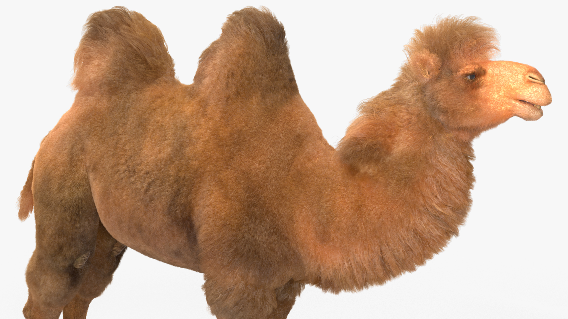 3D Bactrian Camel Fur model