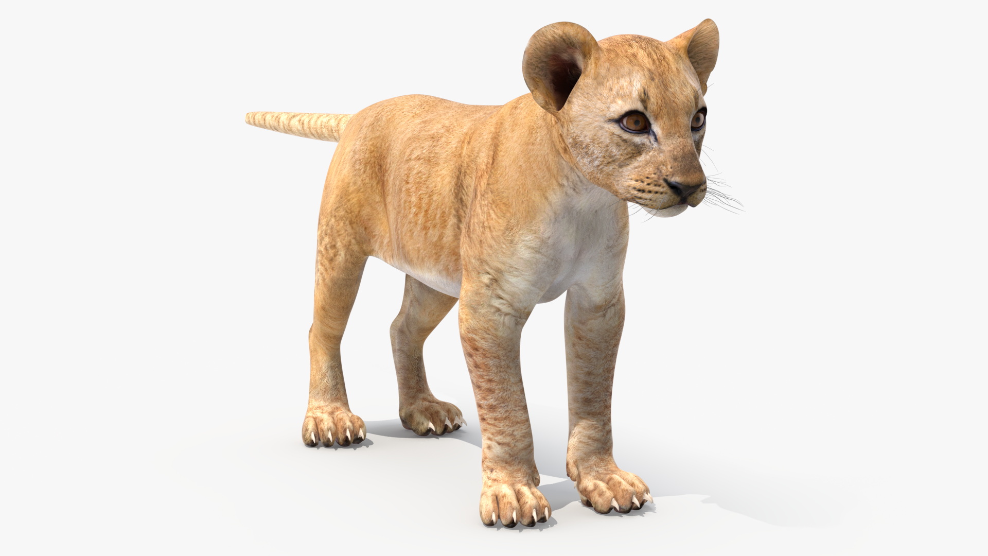 3D model Lion Cub