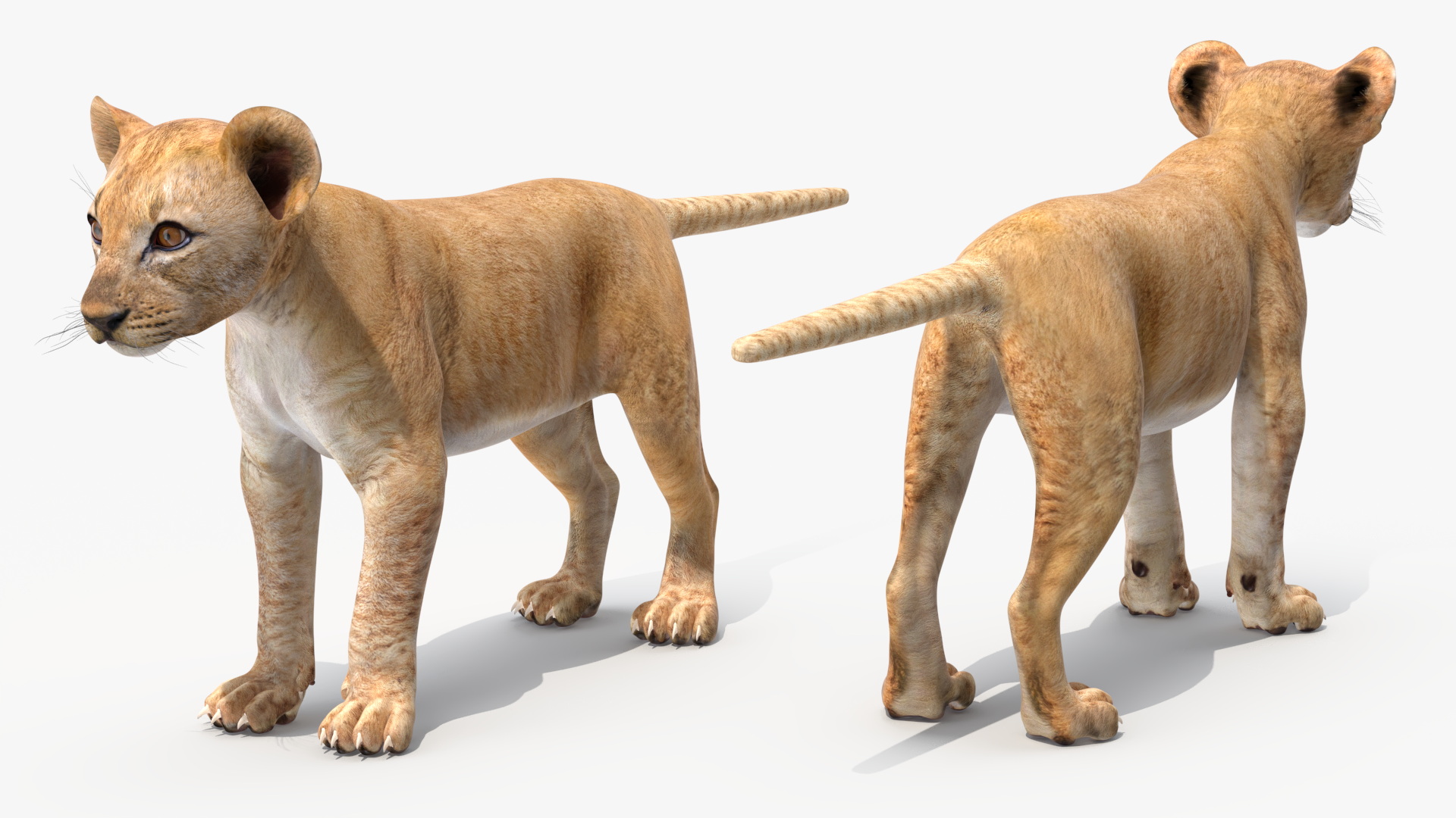 3D model Lion Cub