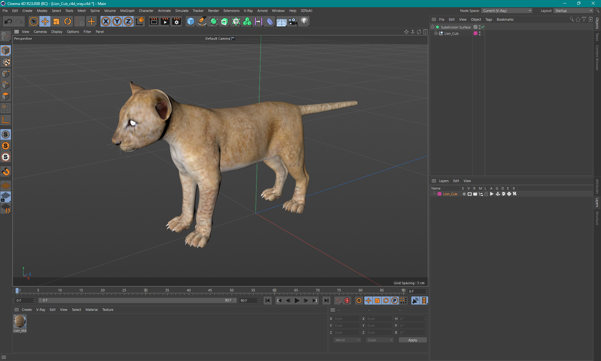 3D model Lion Cub