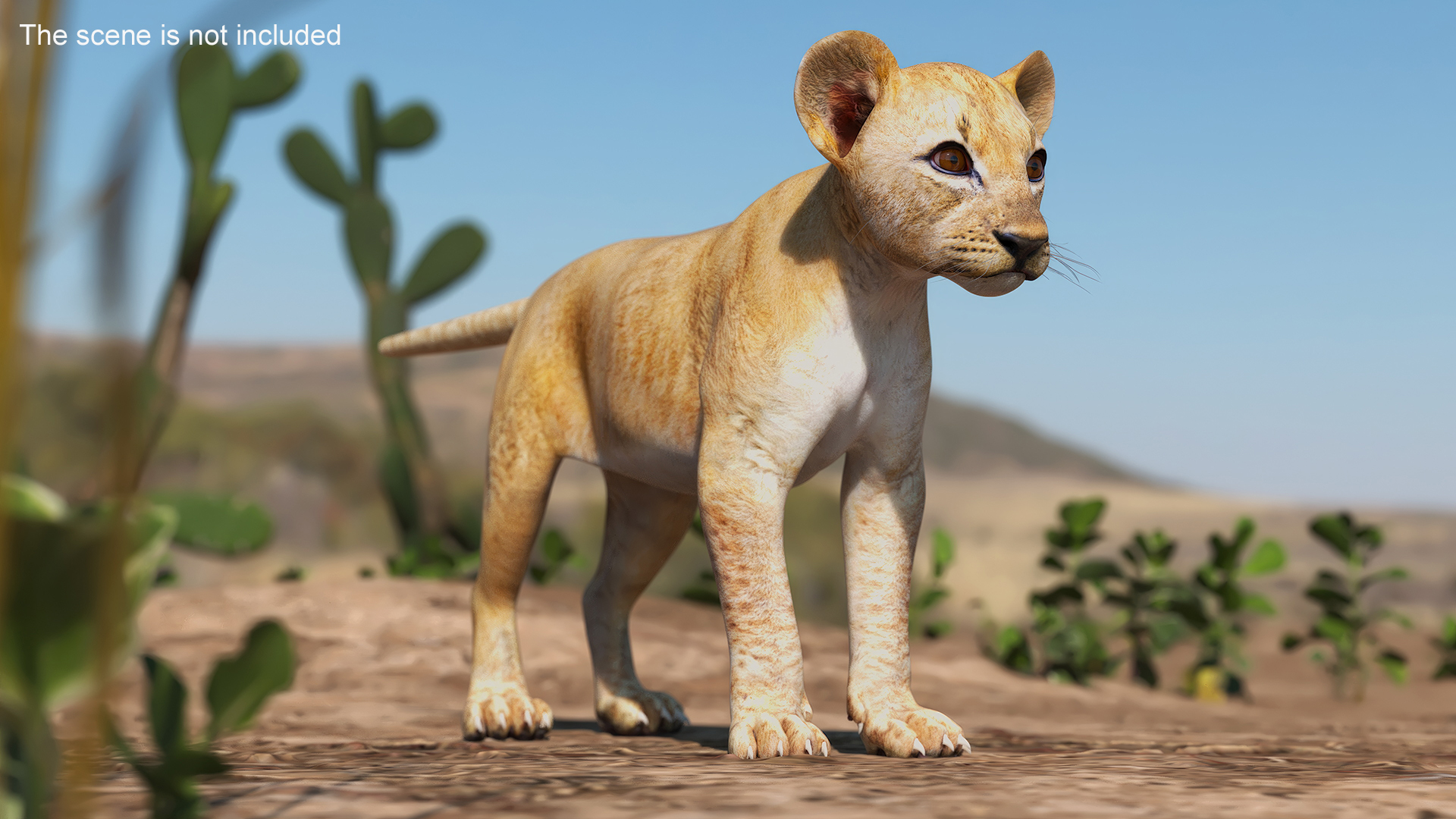 3D model Lion Cub