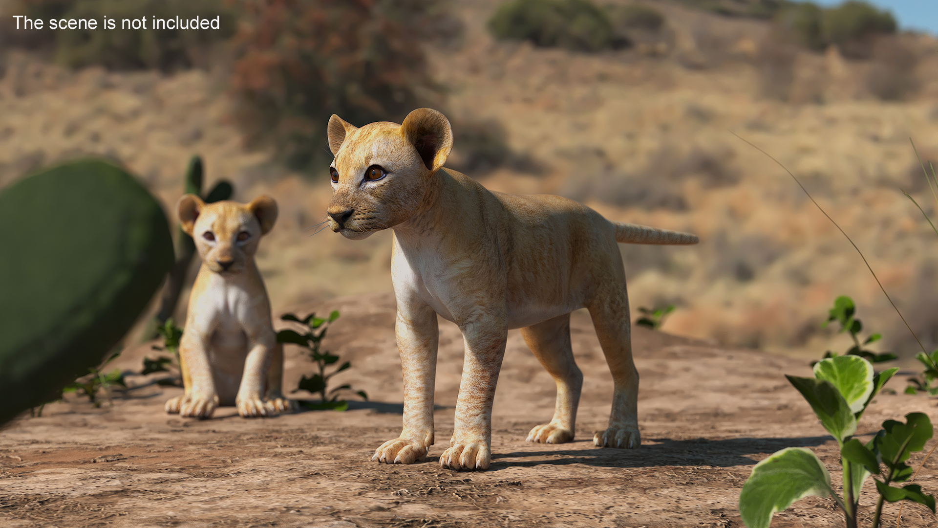 3D model Lion Cub