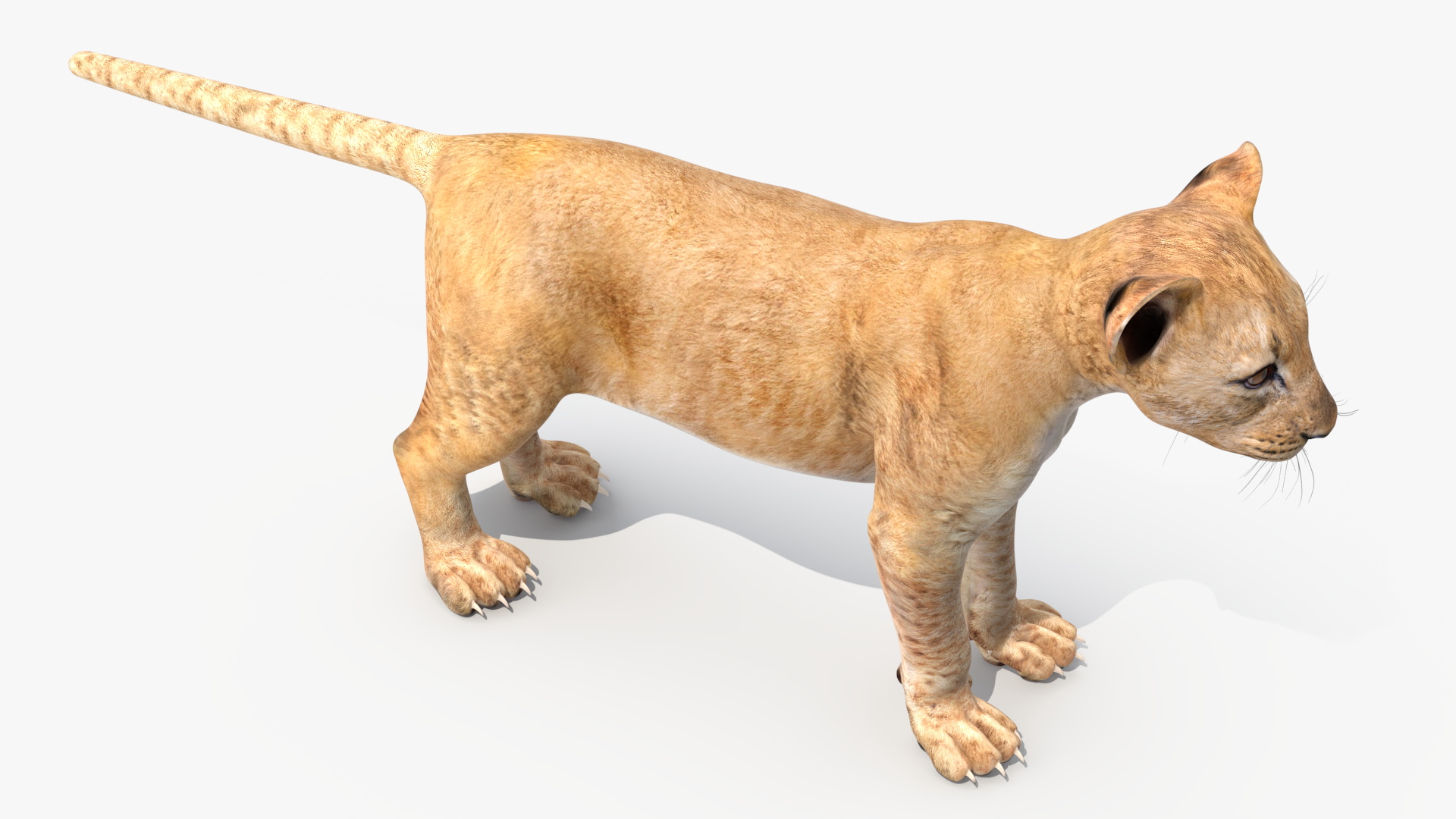 3D model Lion Cub