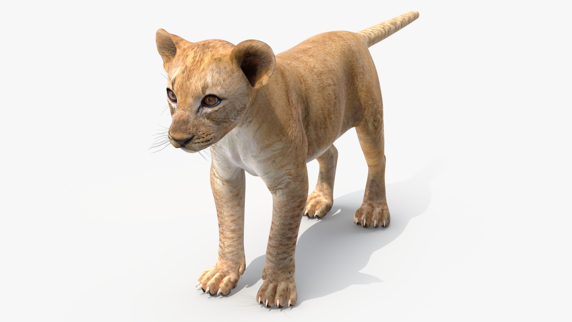 3D model Lion Cub