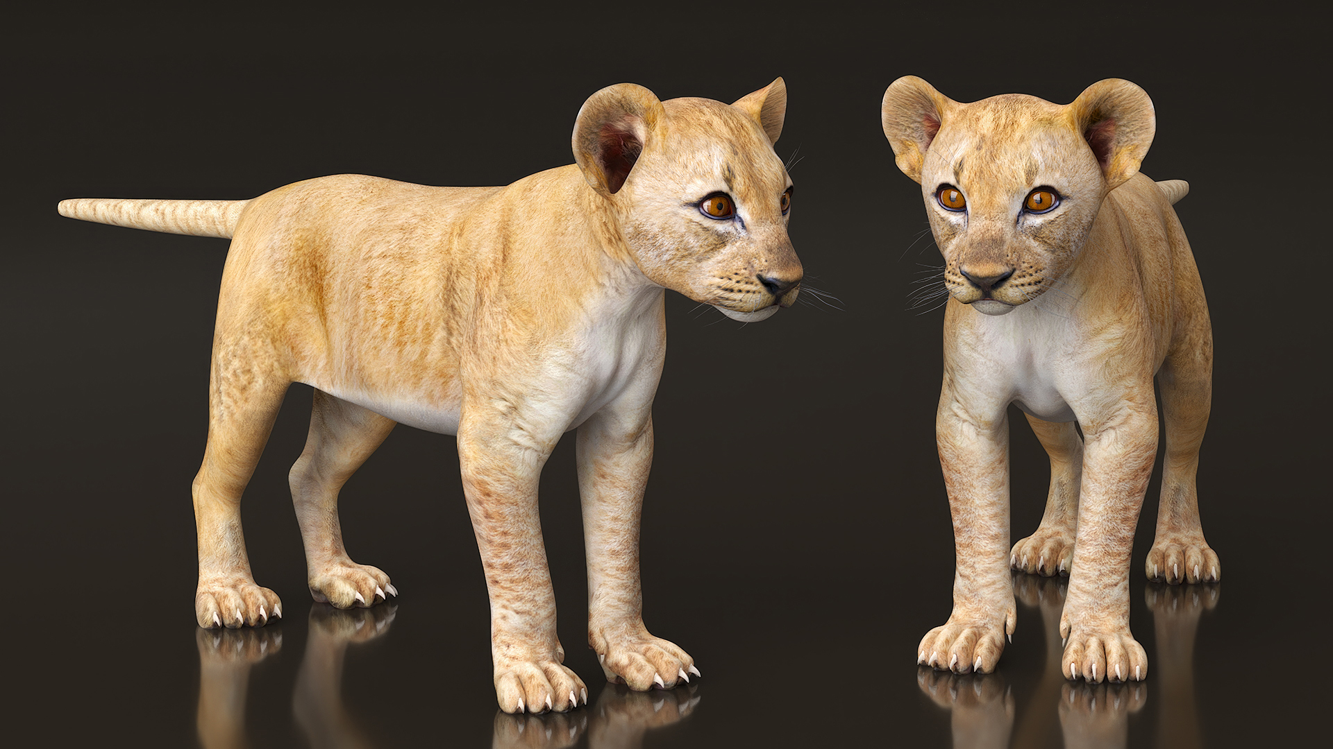 3D model Lion Cub