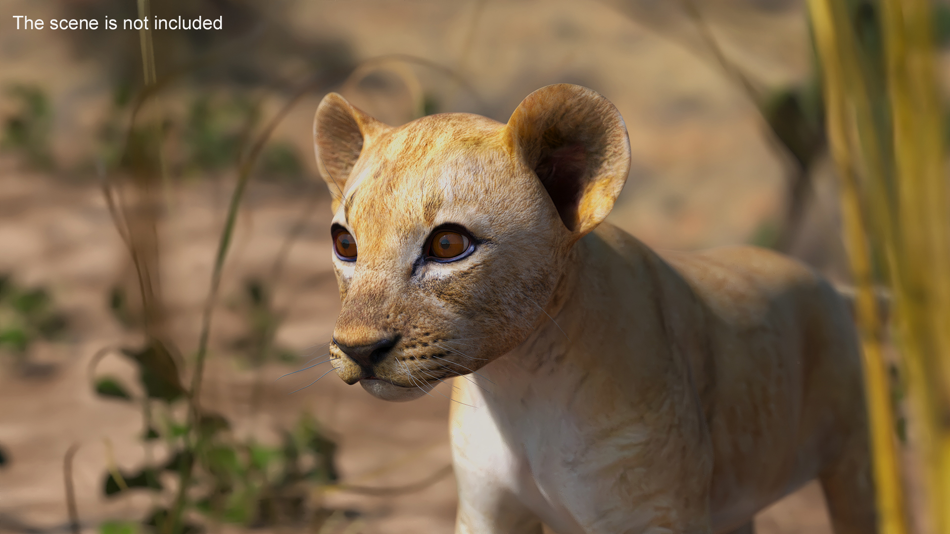 3D model Lion Cub