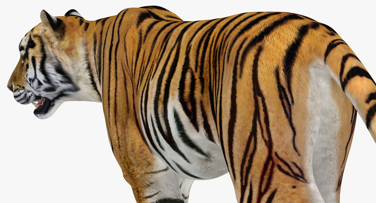 Tiger Rigged 3D